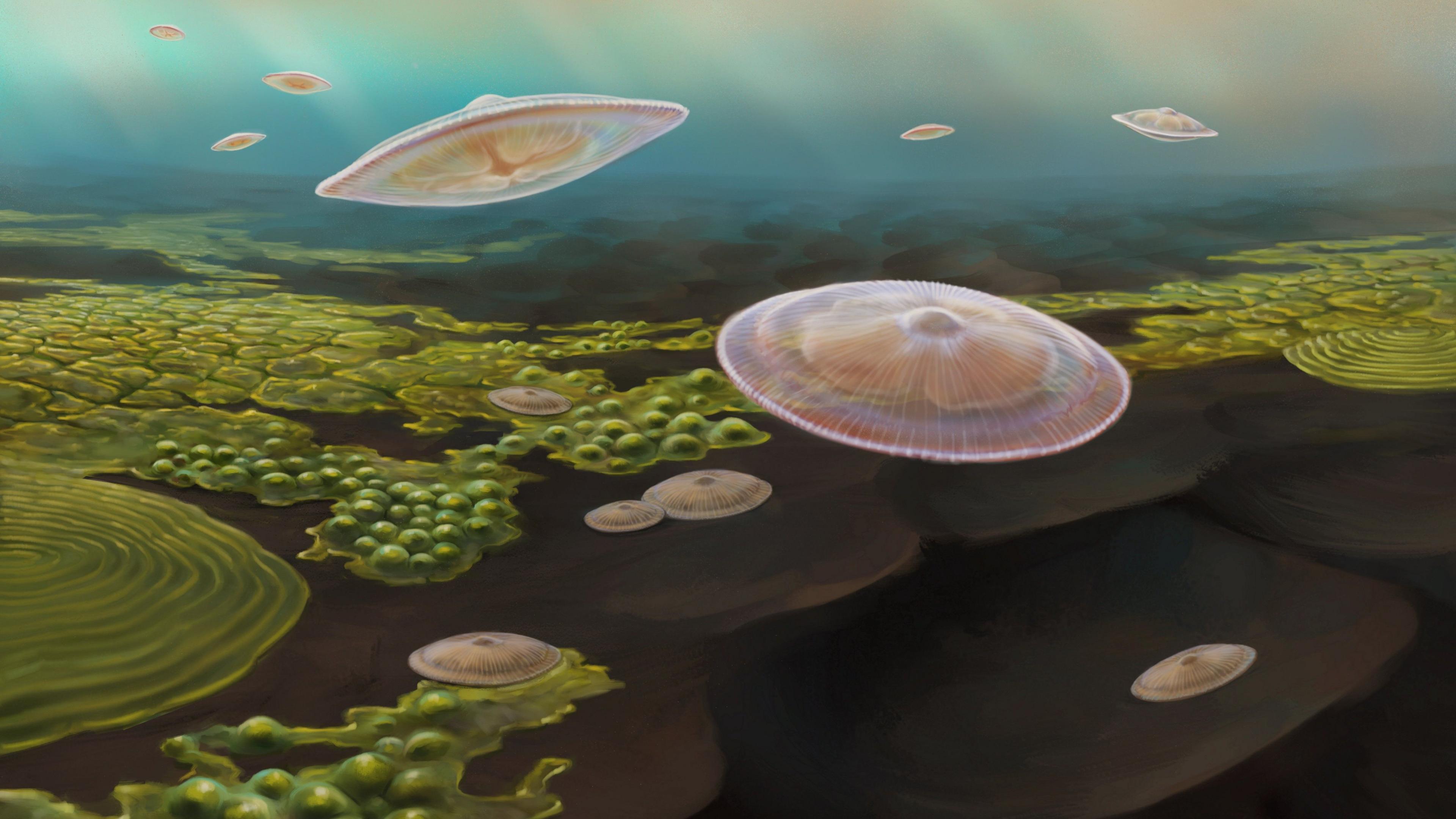 An artist’s impression of jellyfish like creatures swimming in a shallow sea