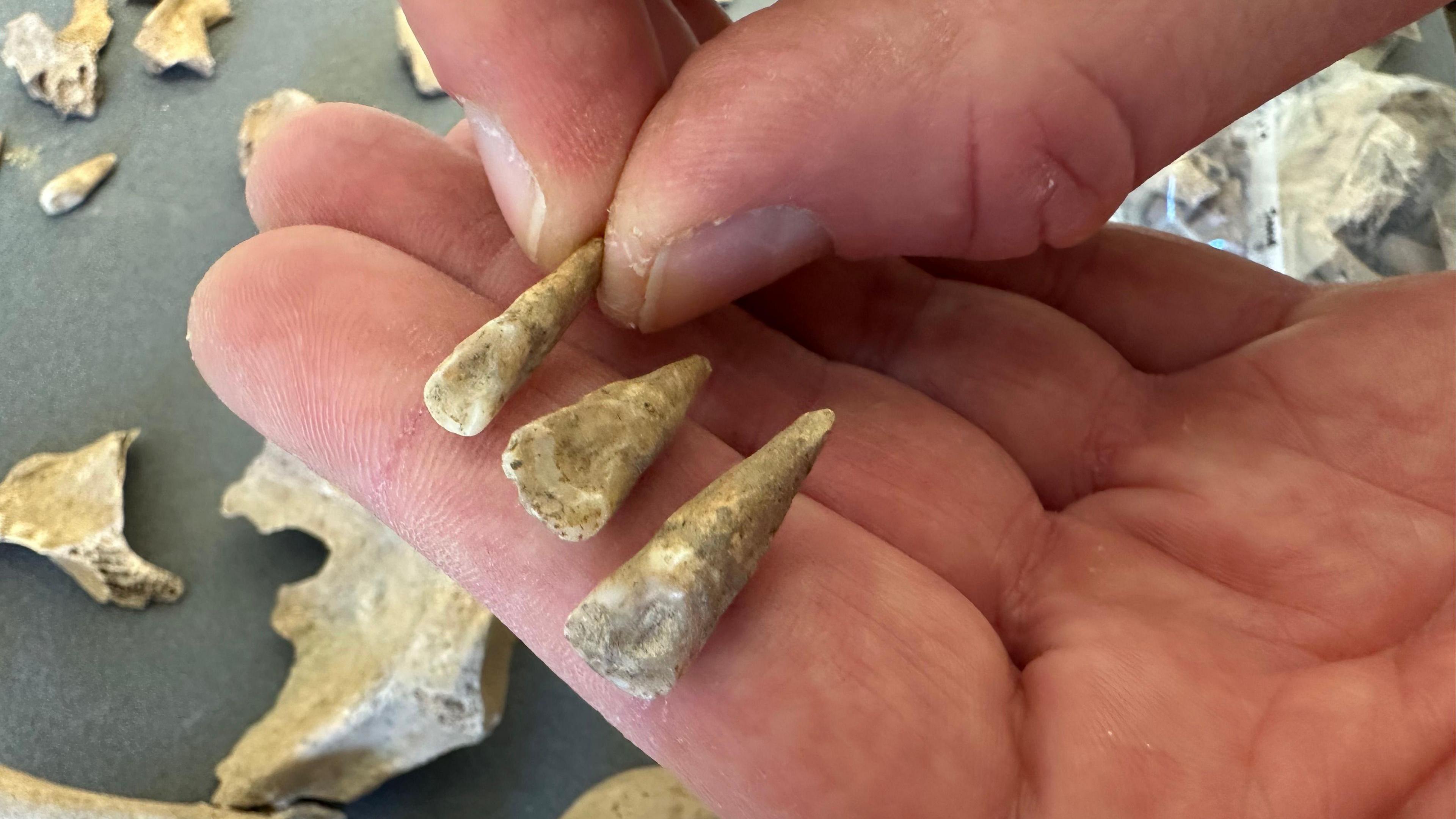 Hands holding three of the teeth which were found near Padstow. The three teeth are marked and worn. 