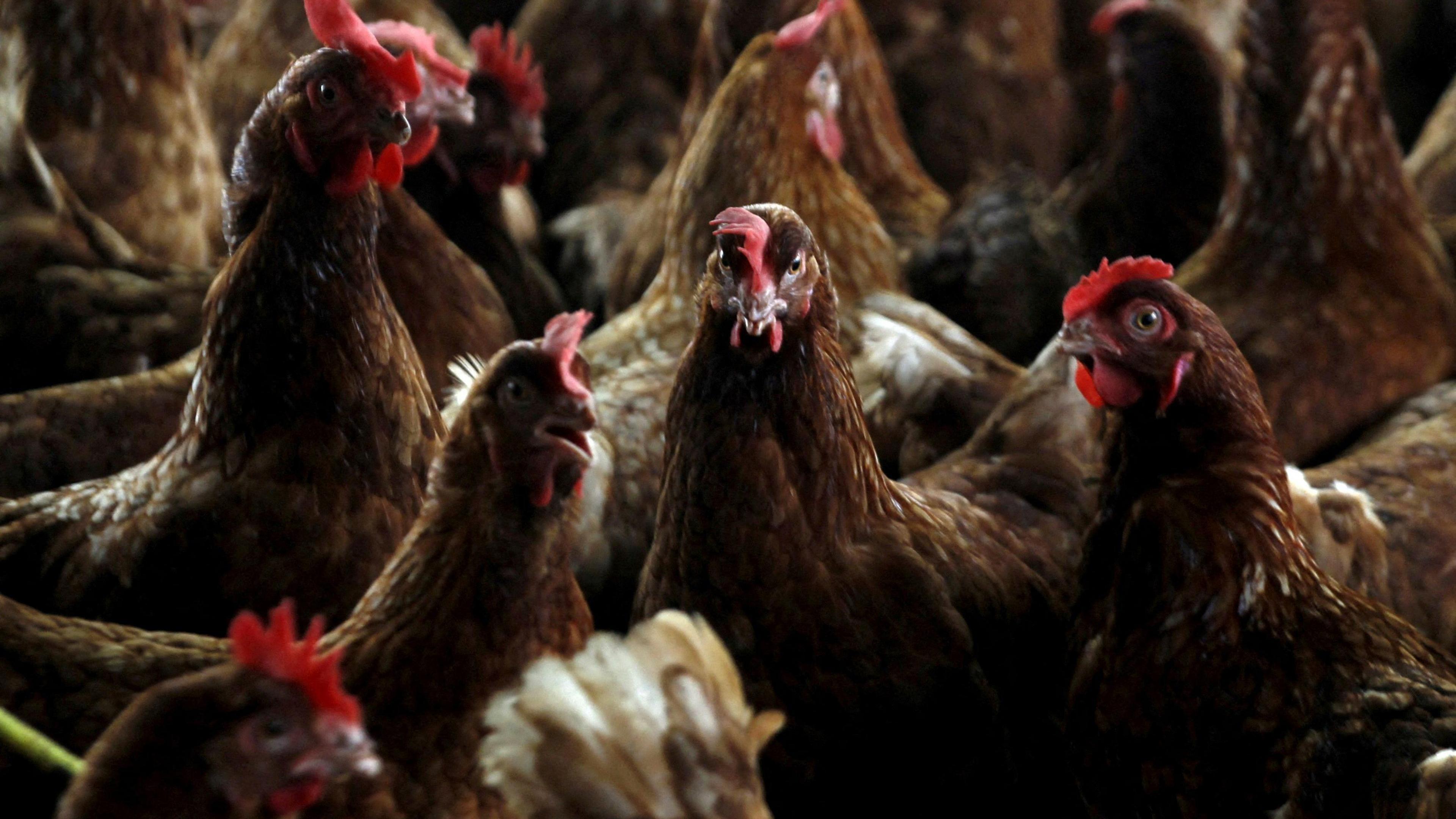 Several chickens with brown feathers and red fleshy parts on their heads and beaks.  