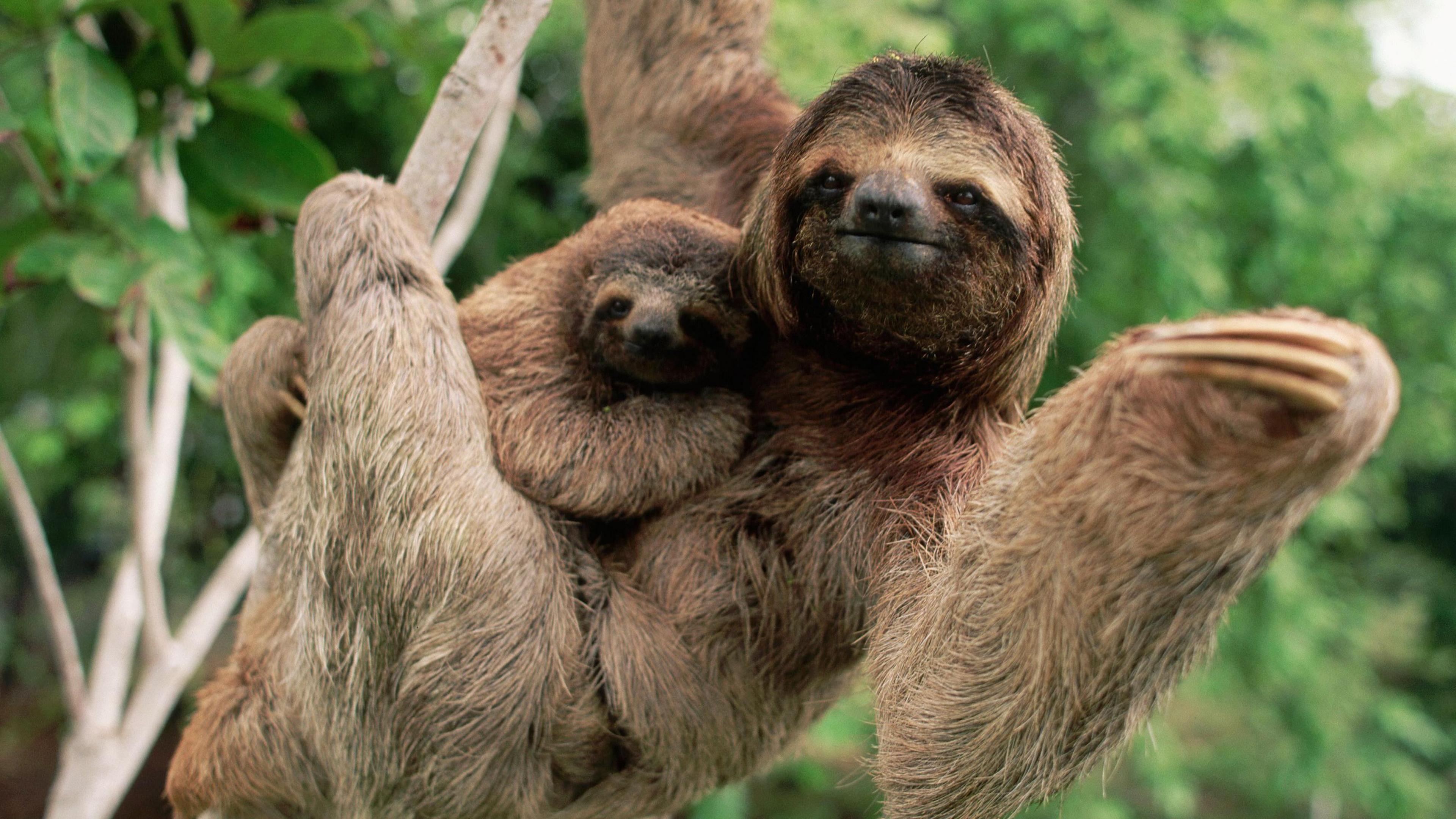 A female sloth hangs from a branch with its legs while clutching a baby sloth. Behind there is a tree with green leaves