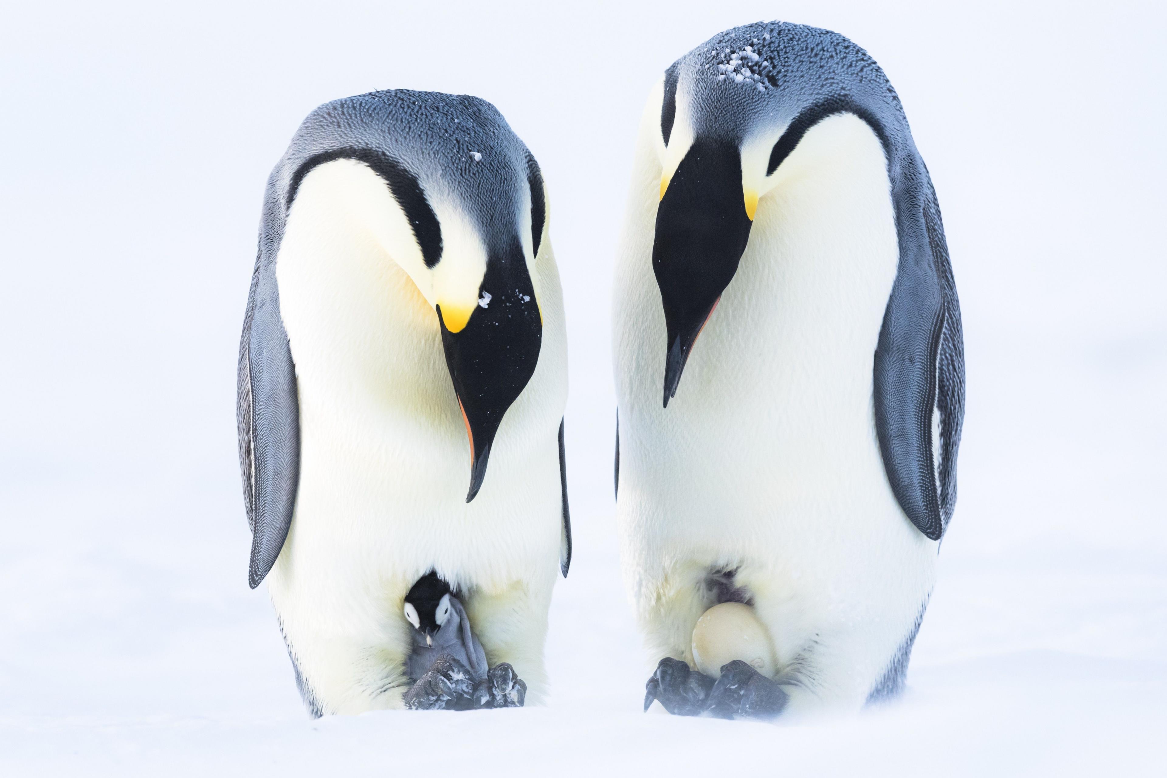 Two male emperor penguins, one has a chick and the other has an egg balanced on their feet in a snowy scene.