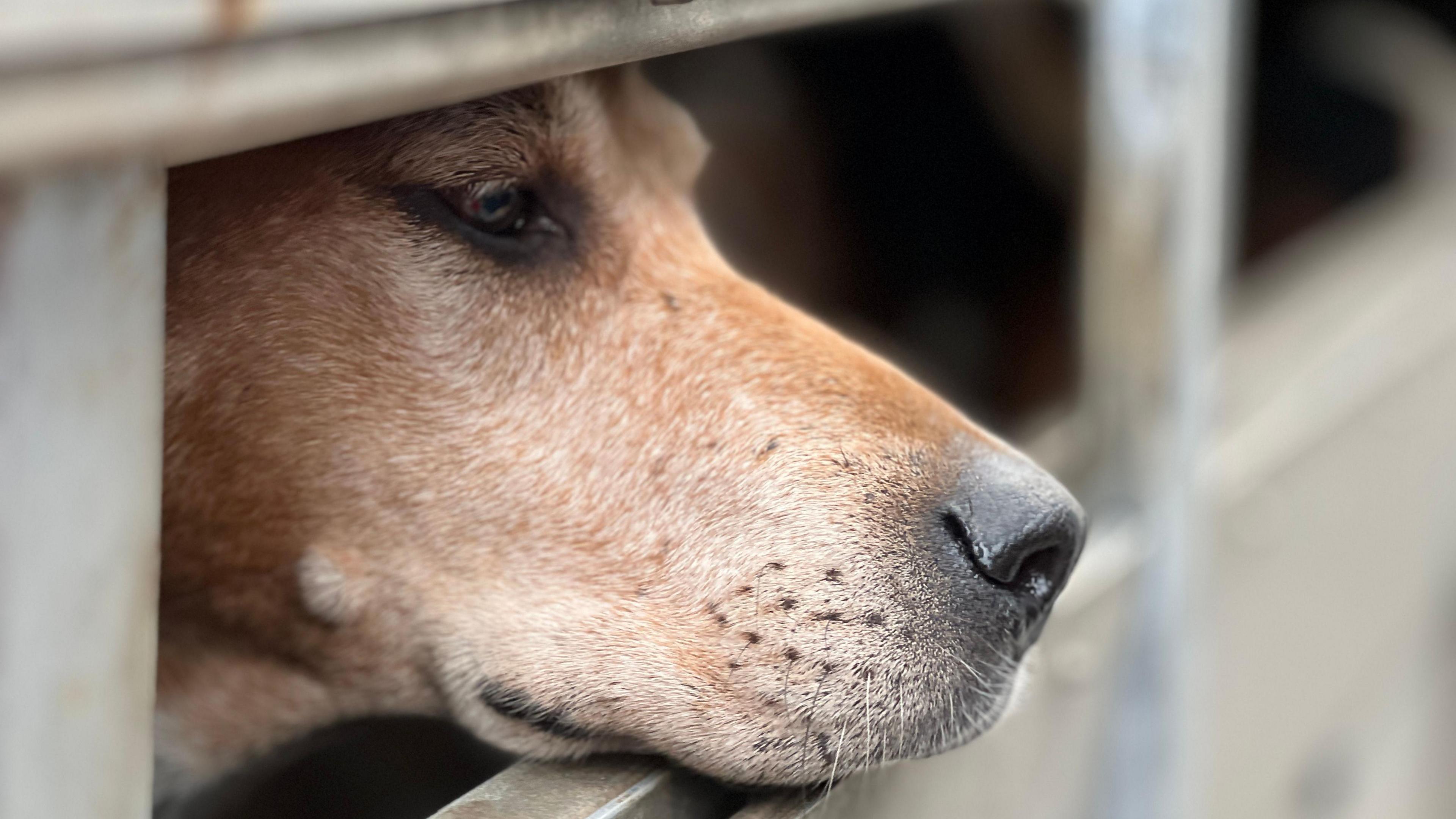 Old English Bloodhound in a trailer