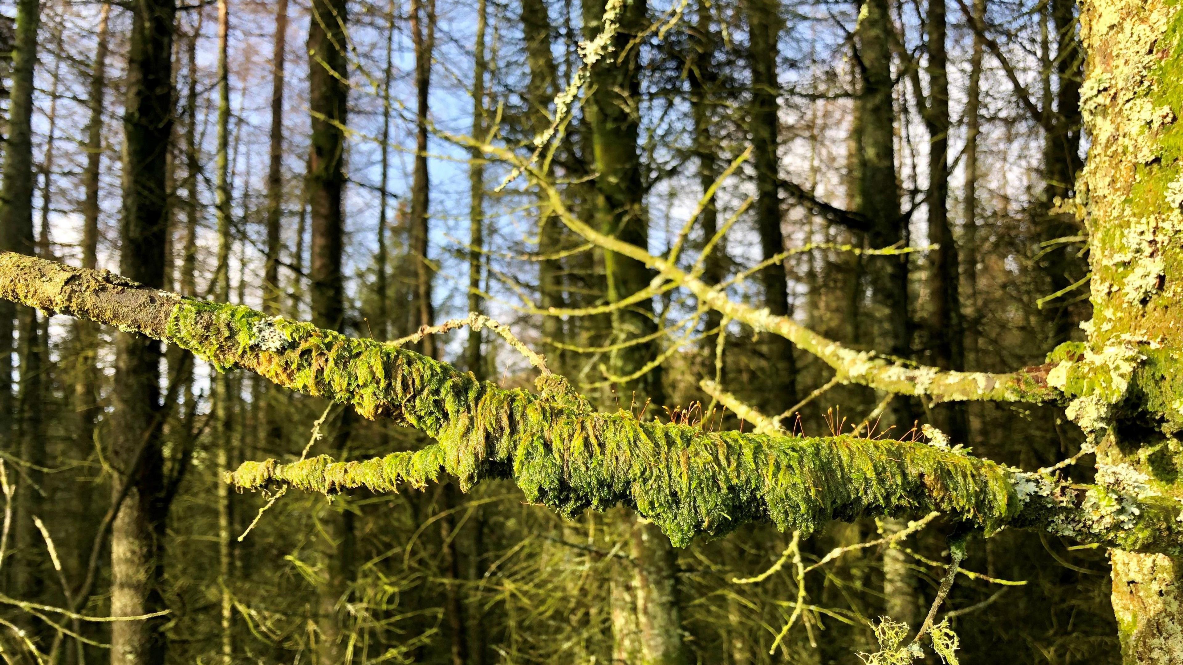 A close-up of moss on trees shimmering in the sunlight