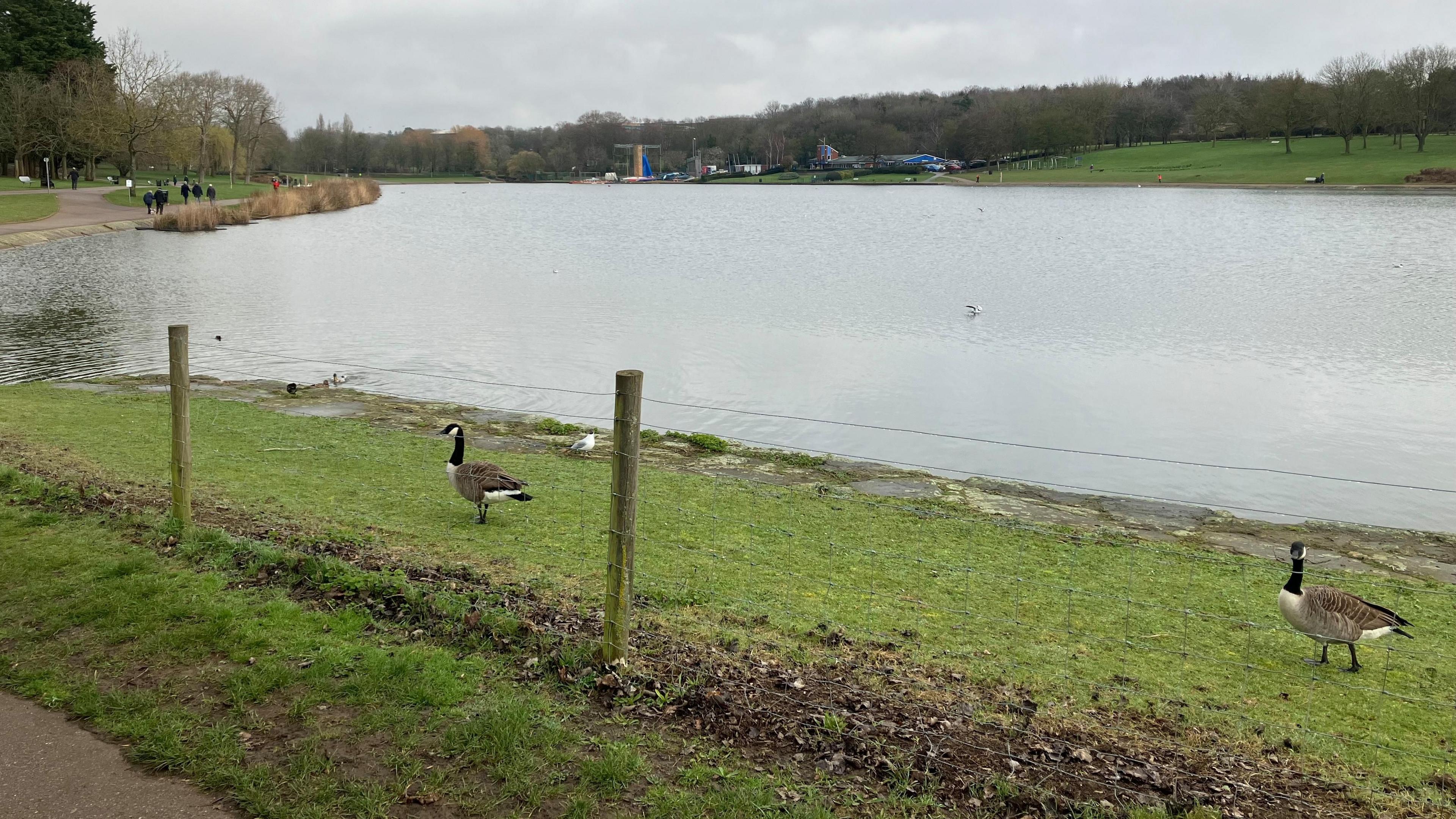 A view of Fairlands Valley Park on an overcast day, there are birds near the camera on the otherside of a wire fence. A large lake fills the shot with people walking around it on nearby pavements.