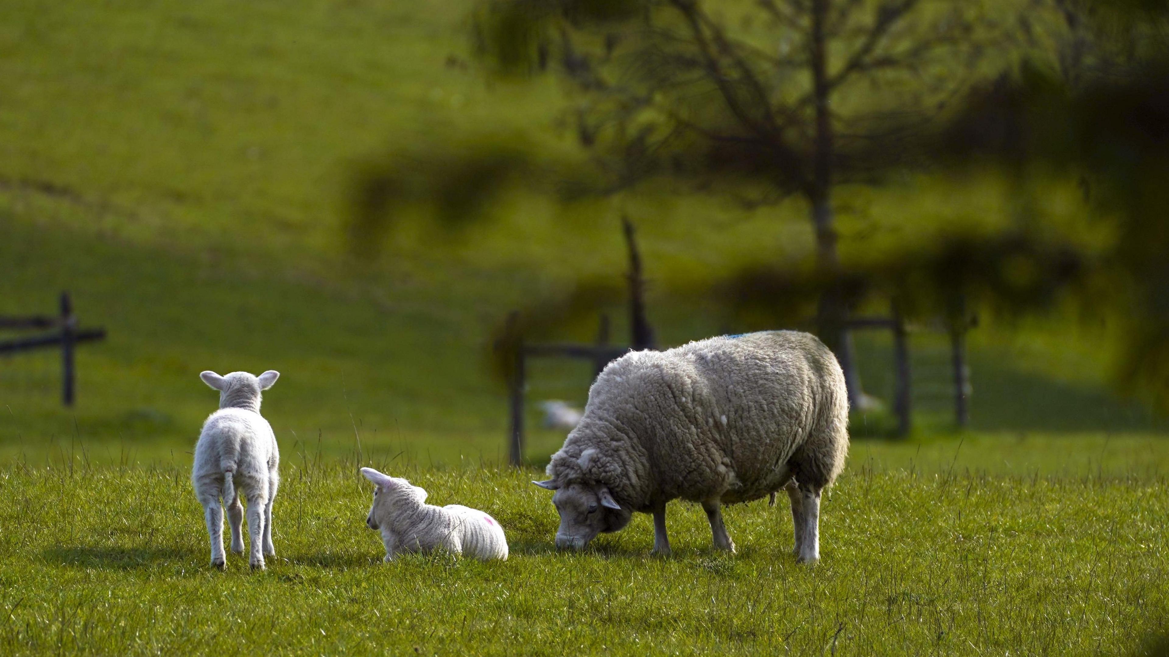  Sheep and lambs grazing near Datchet, Berkshire