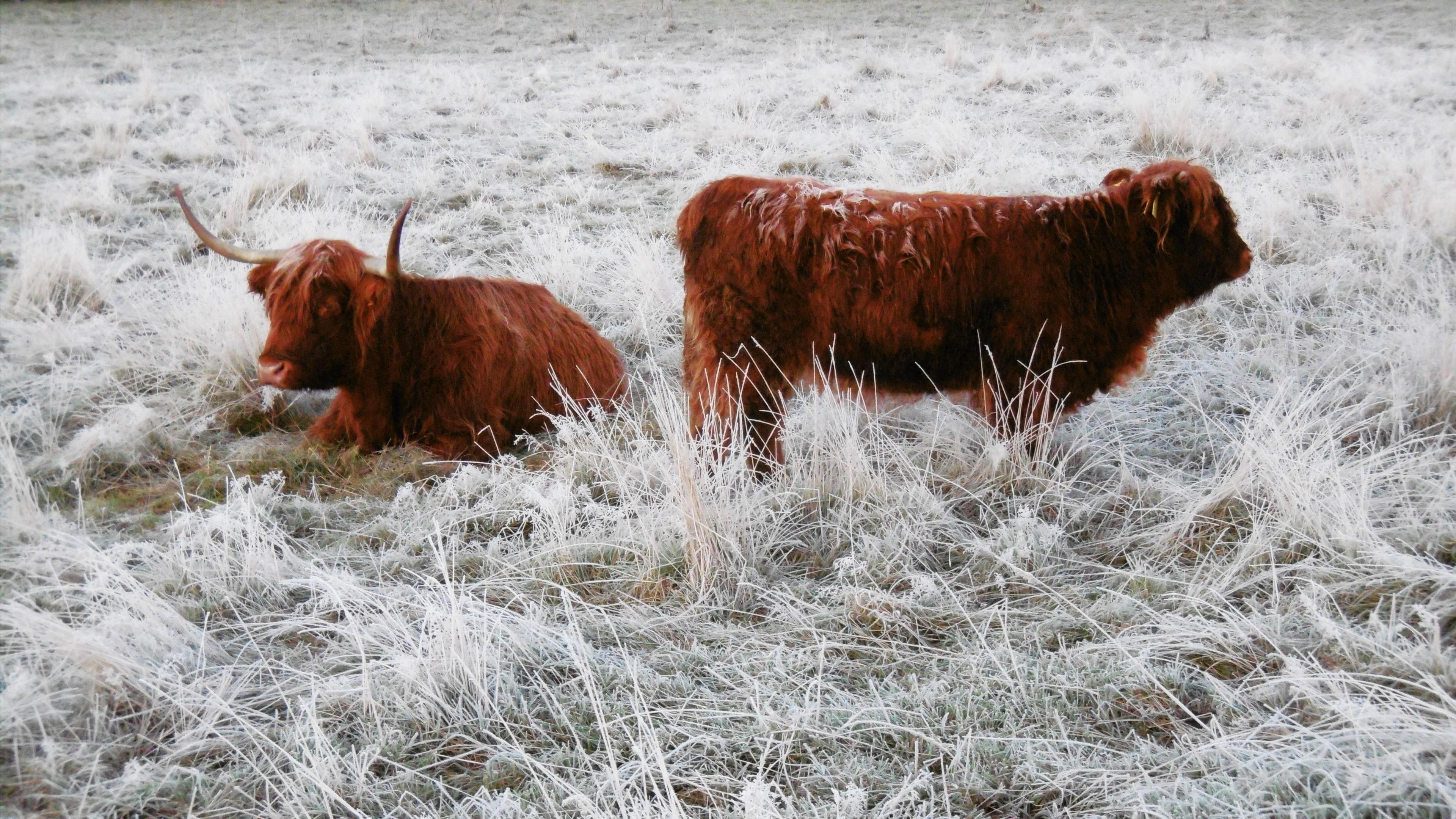 Two Highland cattle in a field of white, frost-covered long grass. One of the cattle has long horns and is lying down; the other is standing and facing the opposite direction.