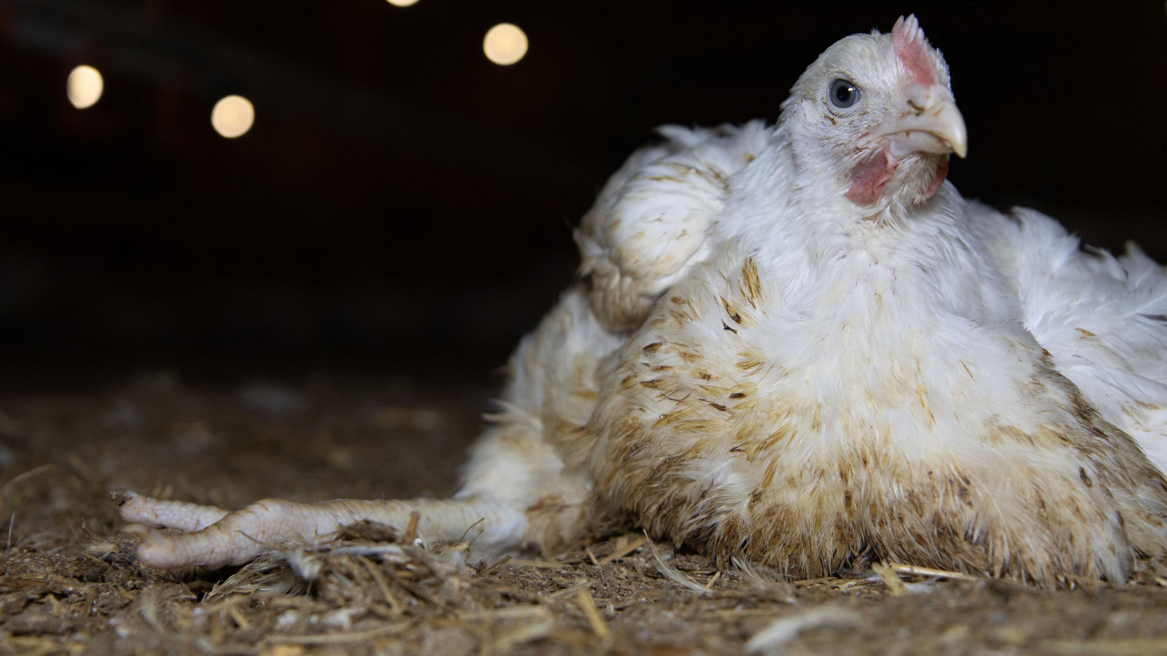 White-coloured chicken sat on hay with outstretched leg.