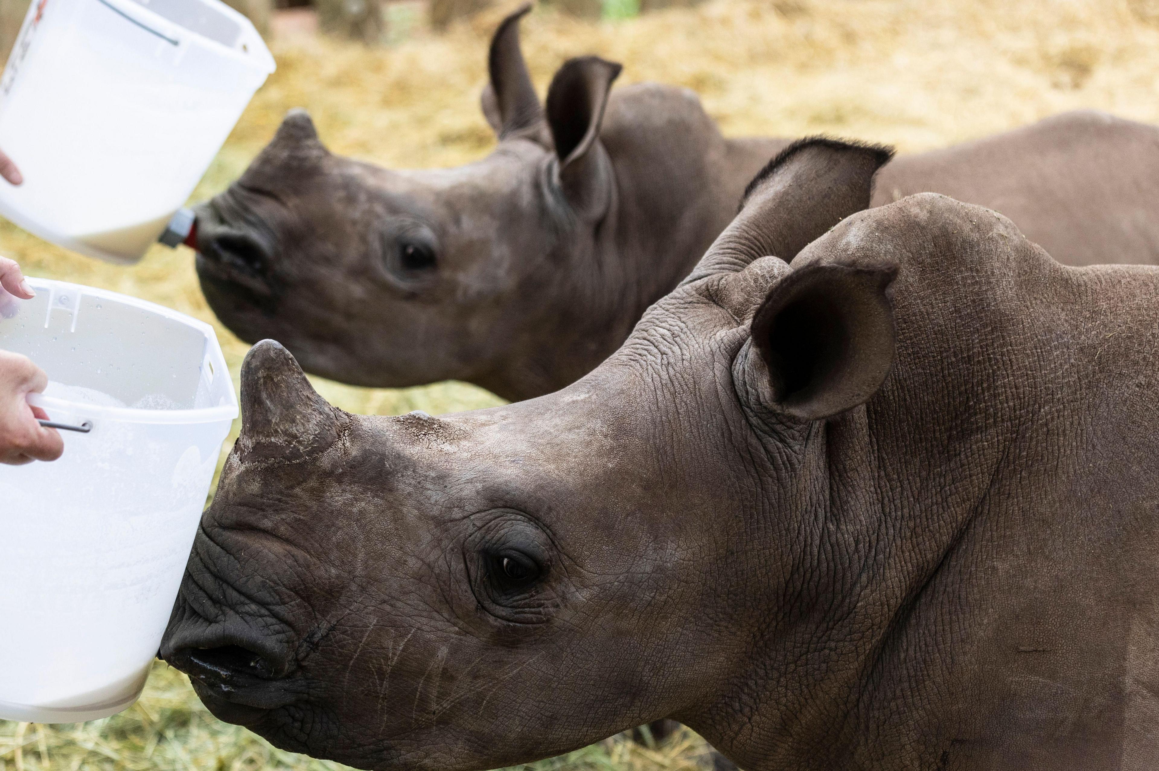 Five-month-old rhino suckle milk from large bottles.