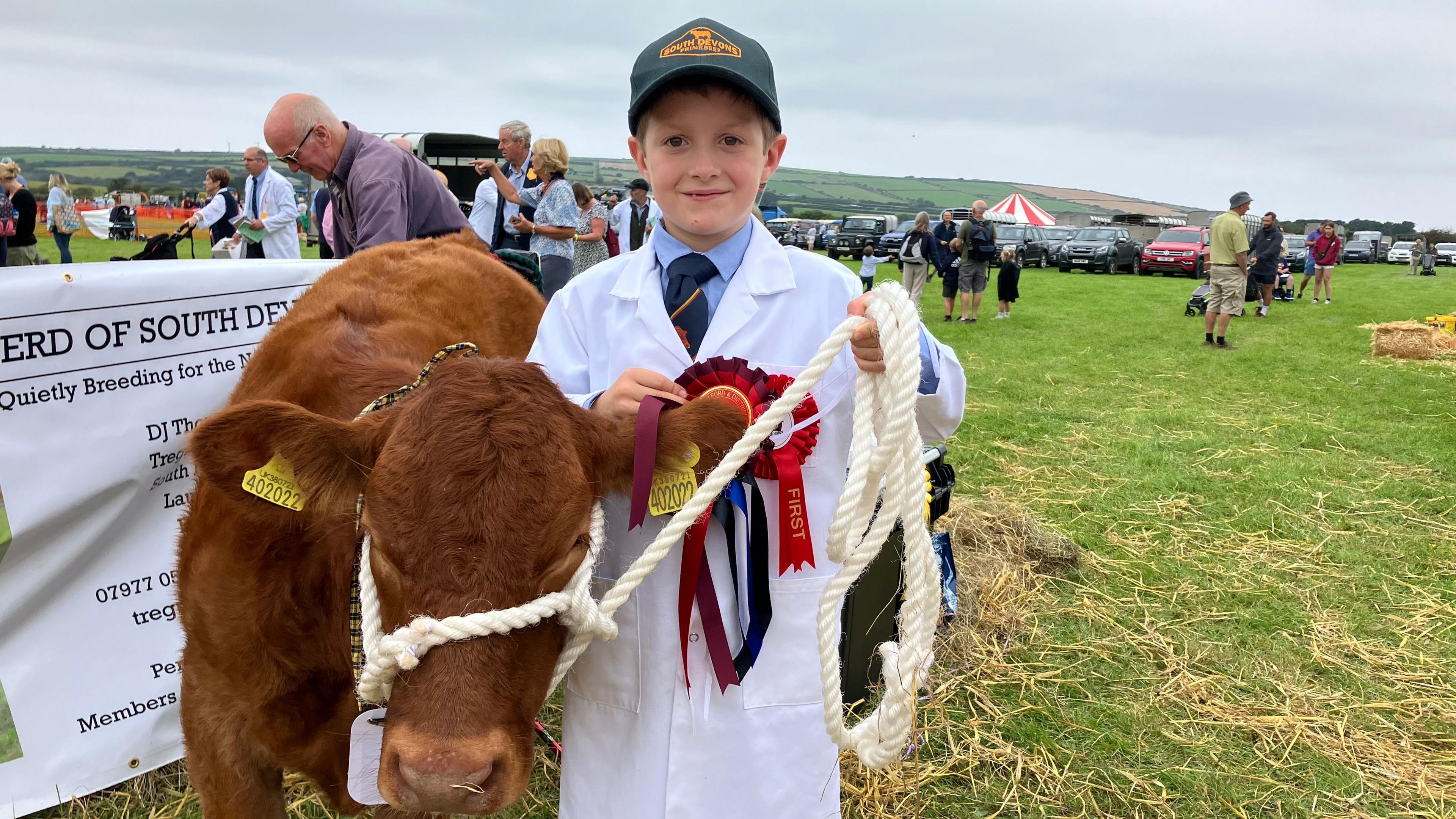 A young boy in a white jacket wearing several rosettes with a young brown cow. 