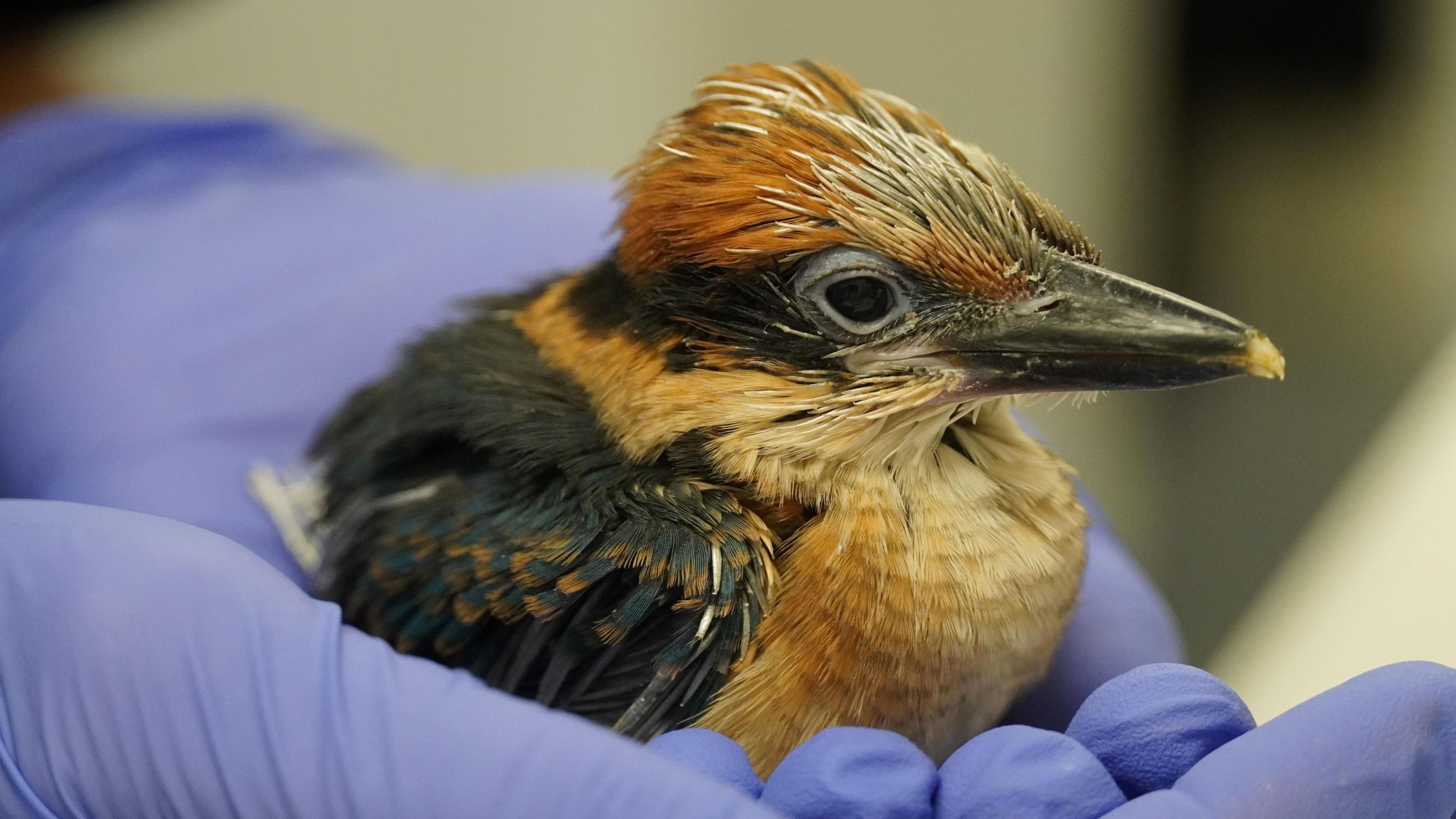 Young Guam kingfisher being hand-reared