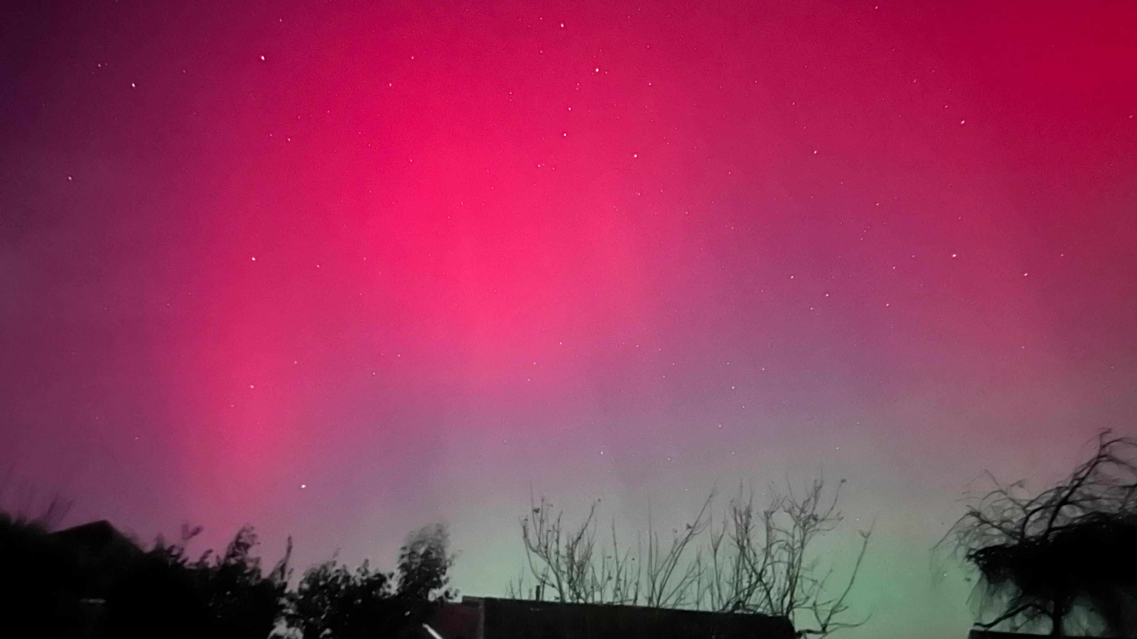 The Northern Lights lighting up the sky in shades of pink. A row of trees are visible at the bottom of the image. 