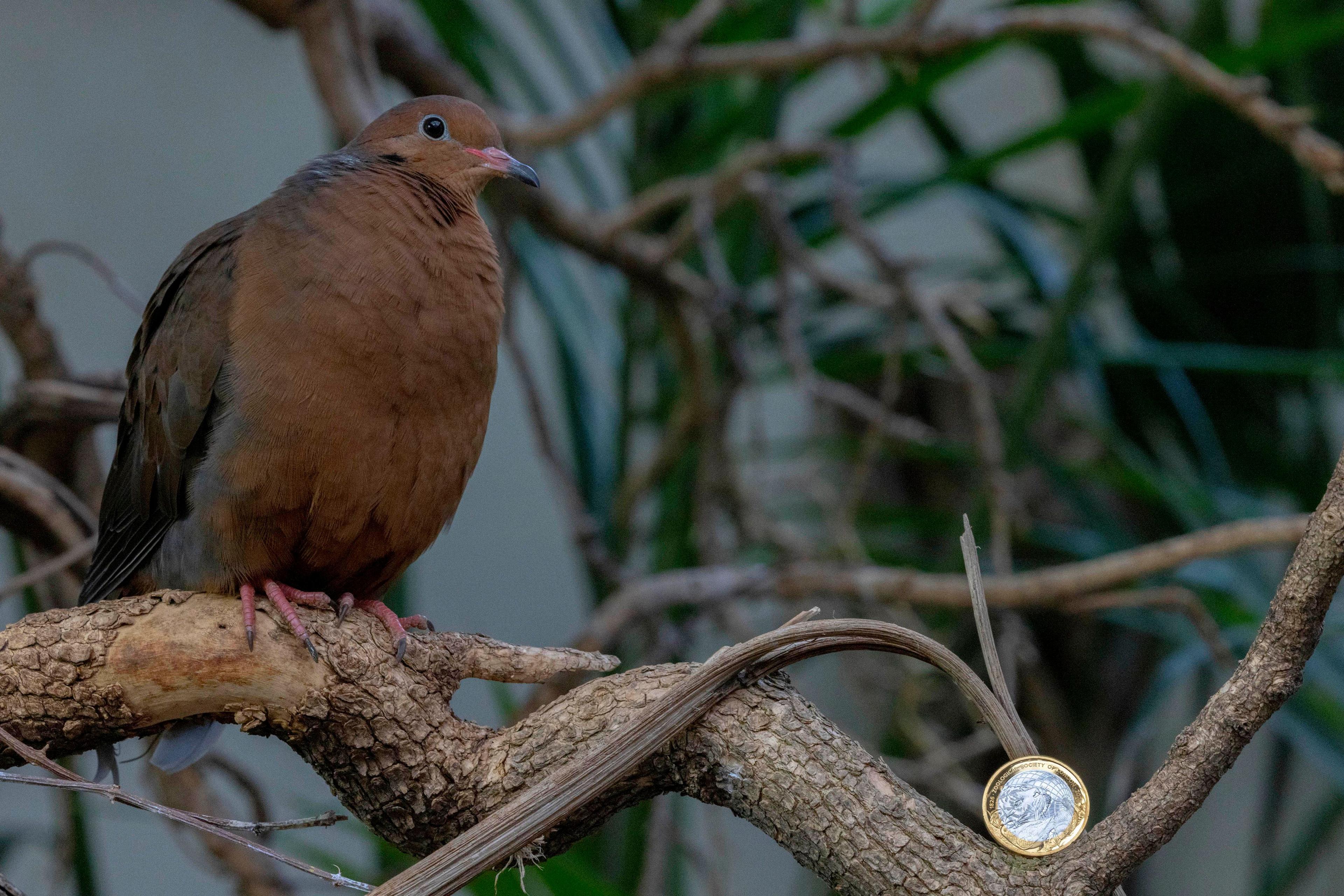 Brown dove next to the coin