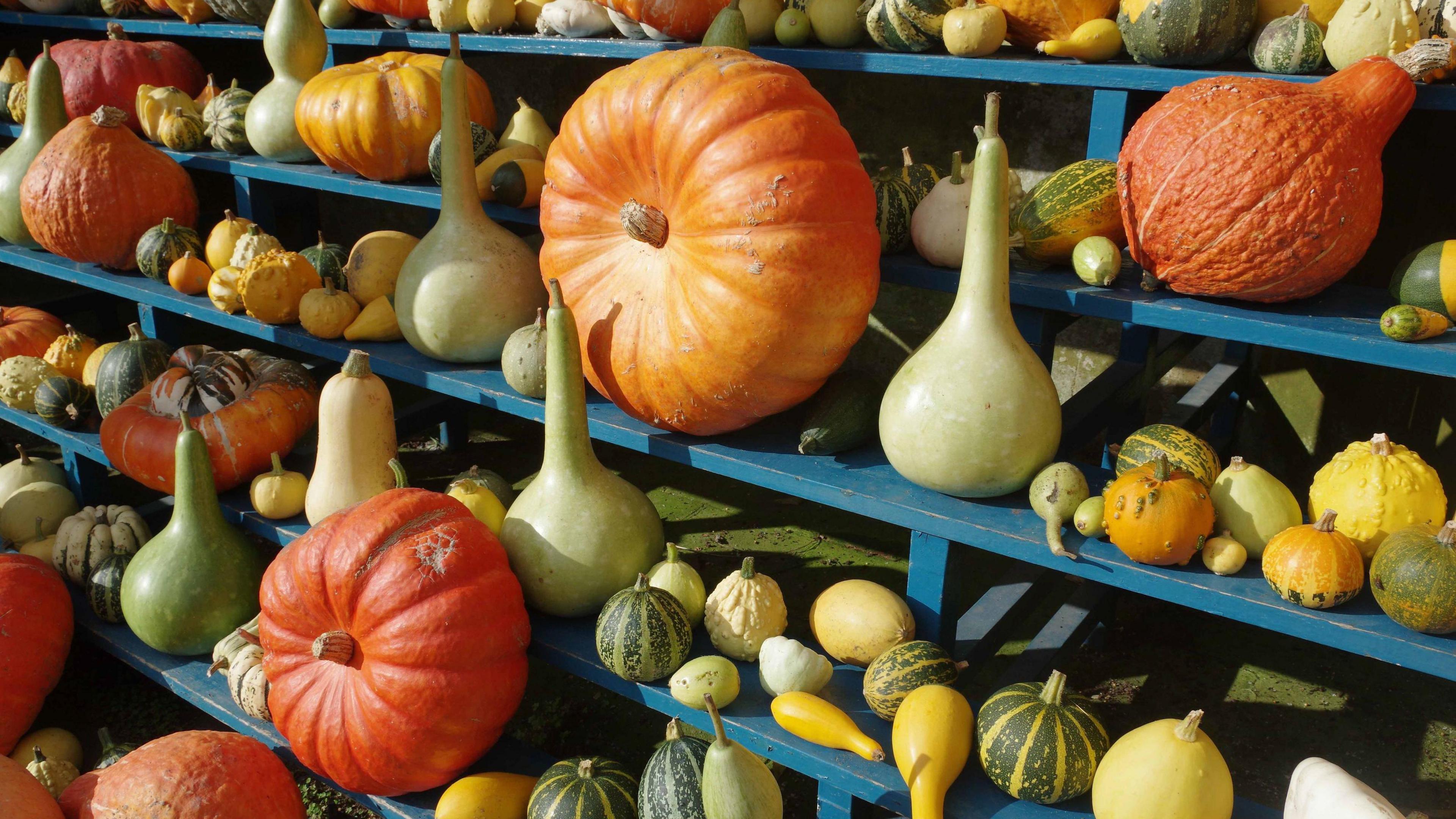 Blue shelves with a myriad of small yellow and green squashes on. They are interspersed with large orange pumpkins