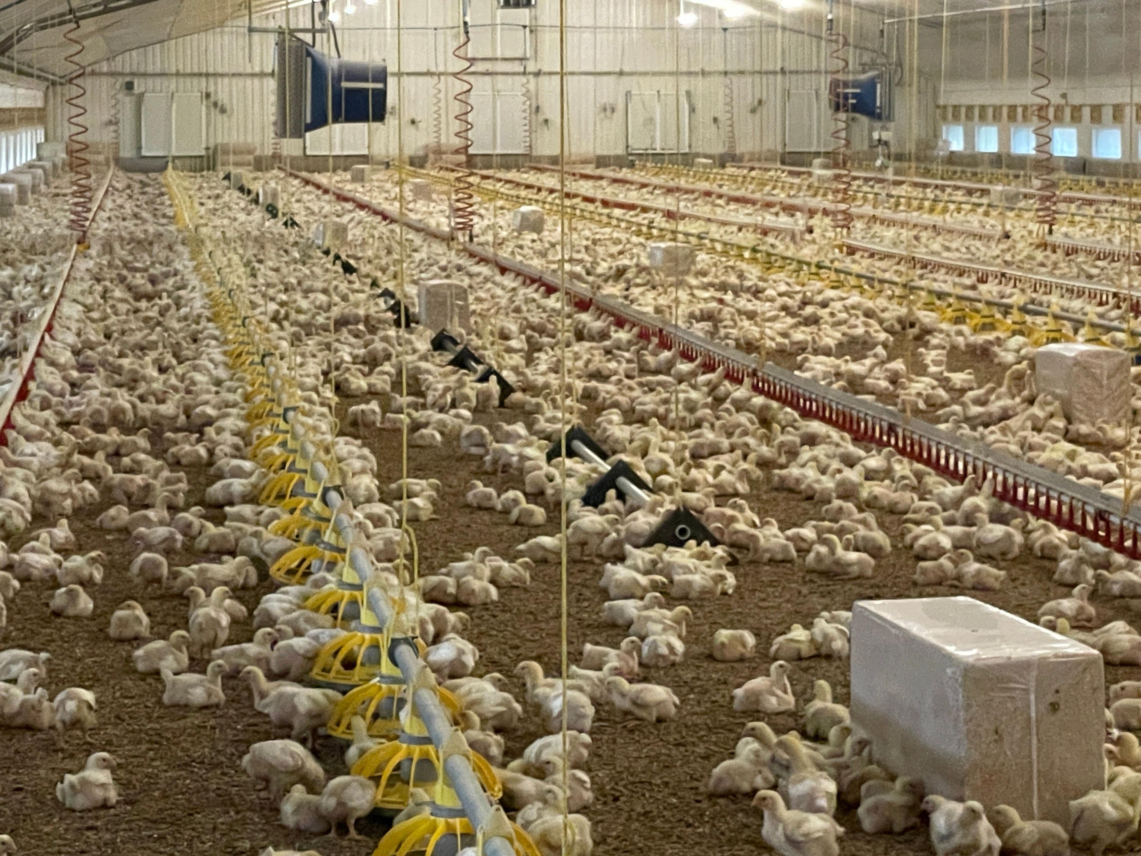 Large scale chicken shed 