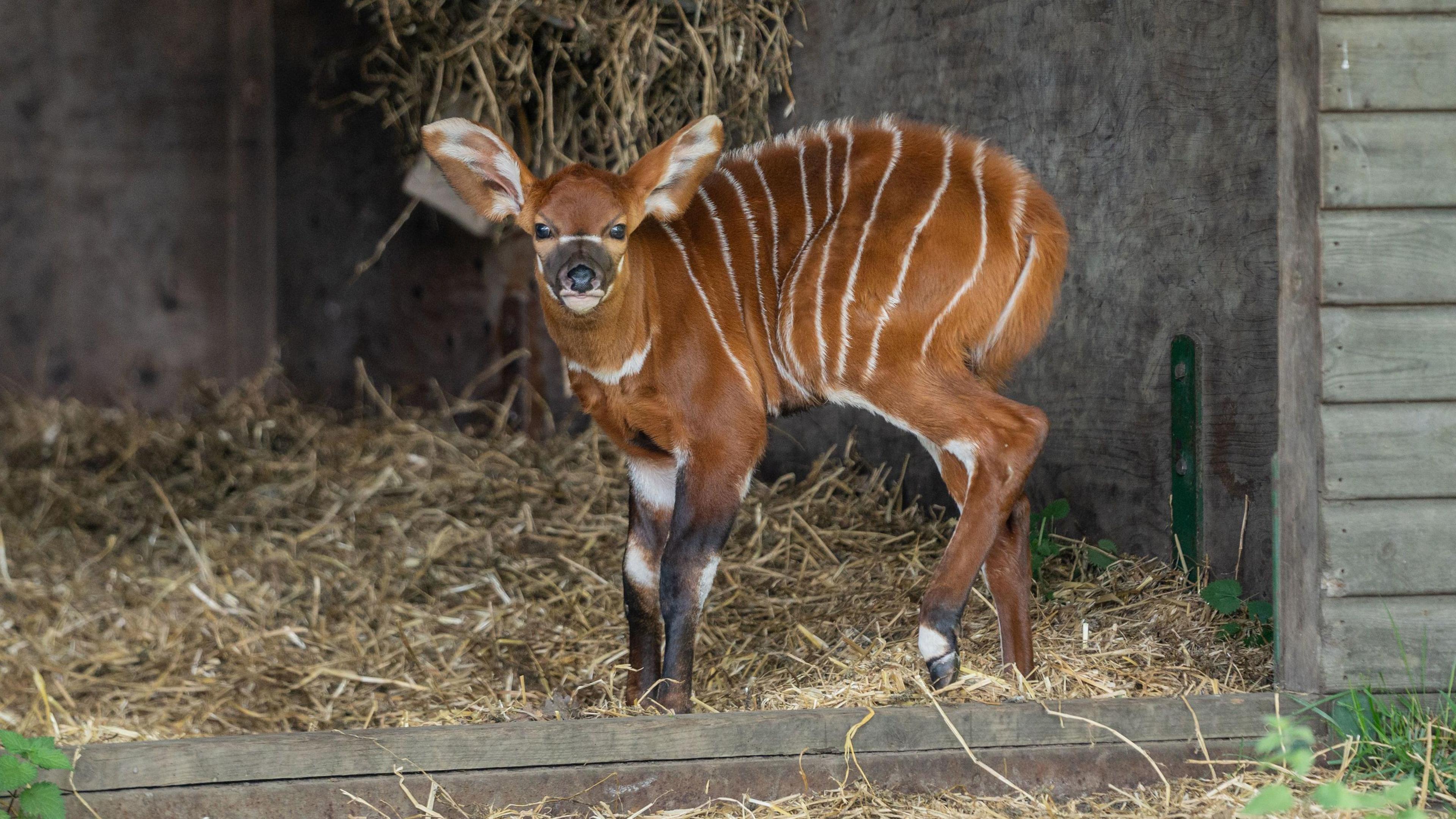 A critically endangered Eastern mountain bongo calf stands in its enclosure at Woburn Safari Park.