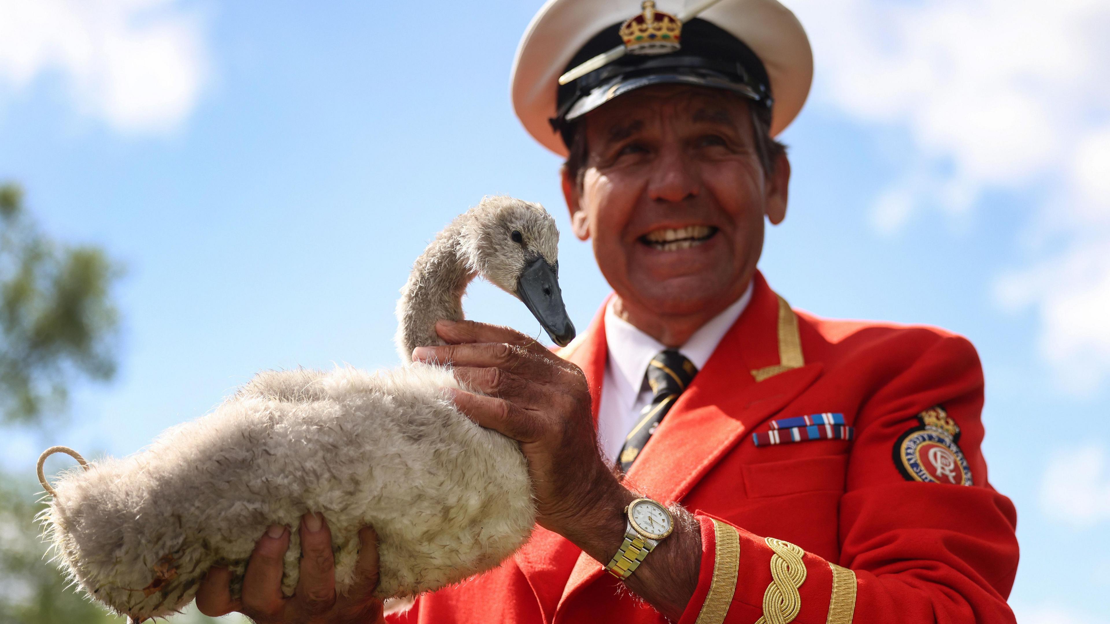 The King's Swan Marker with a cygnet during the swan upping tradition in 2025