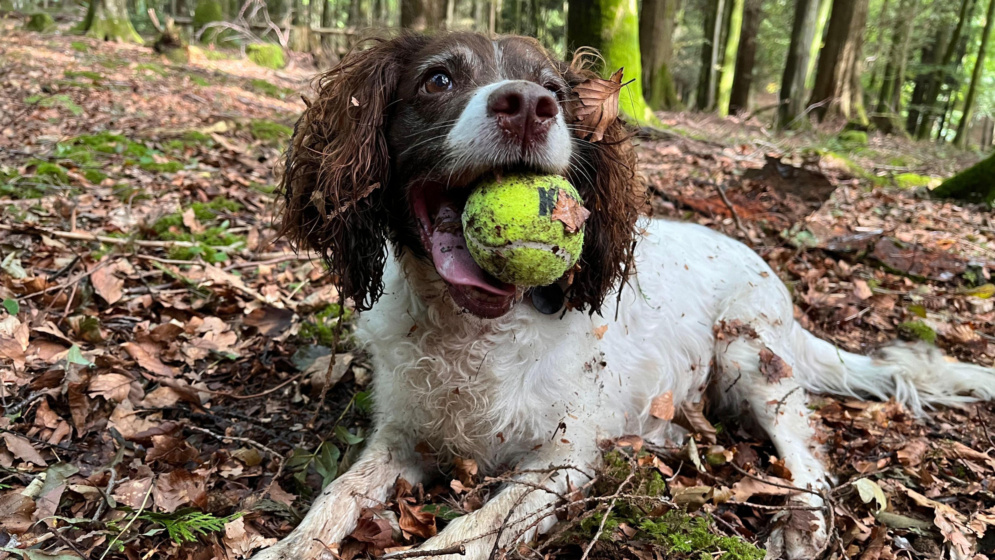 Millie the dog lying down in the woods with autumn leaves all around her and a yellow tennis ball in her mouth.