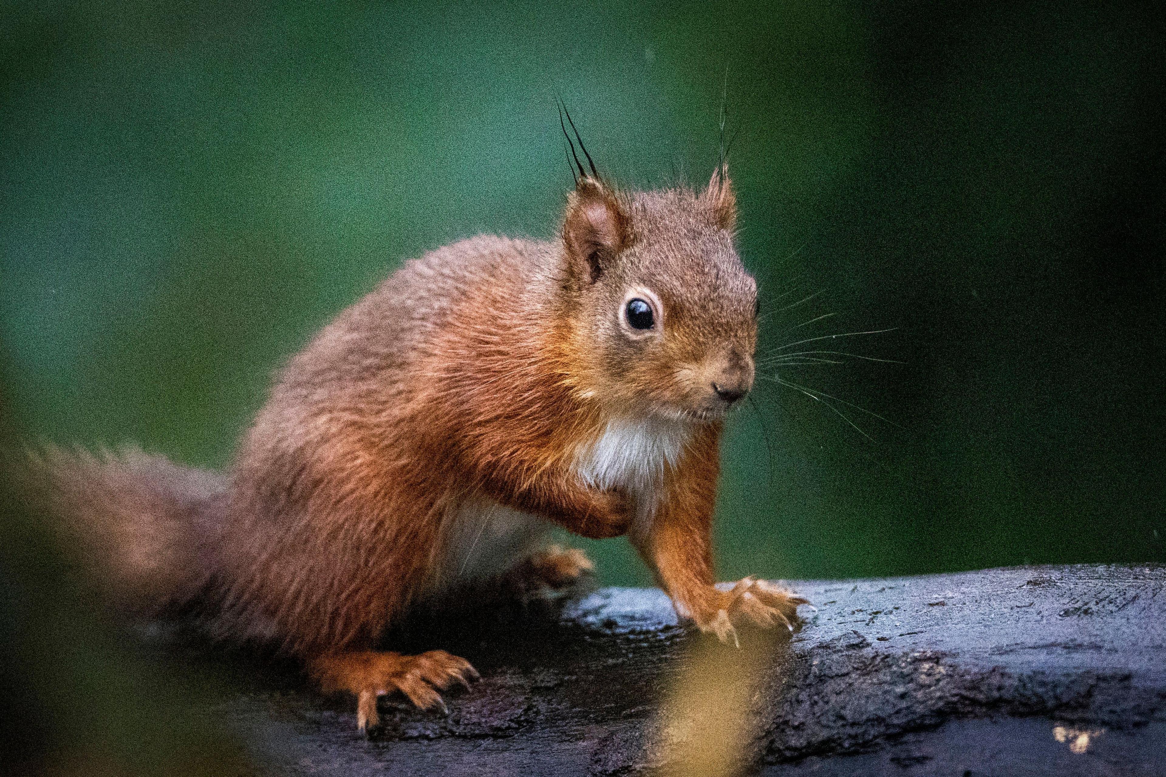 A red squirrel crouches on a wet tree branch