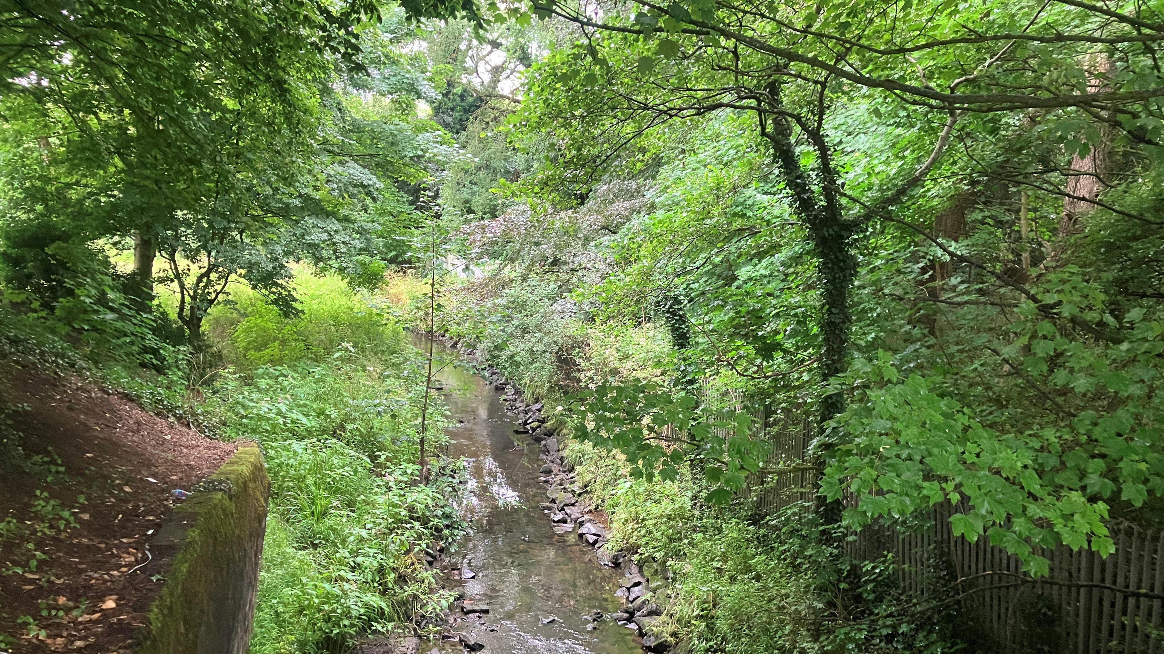 A small river surrounded by trees.