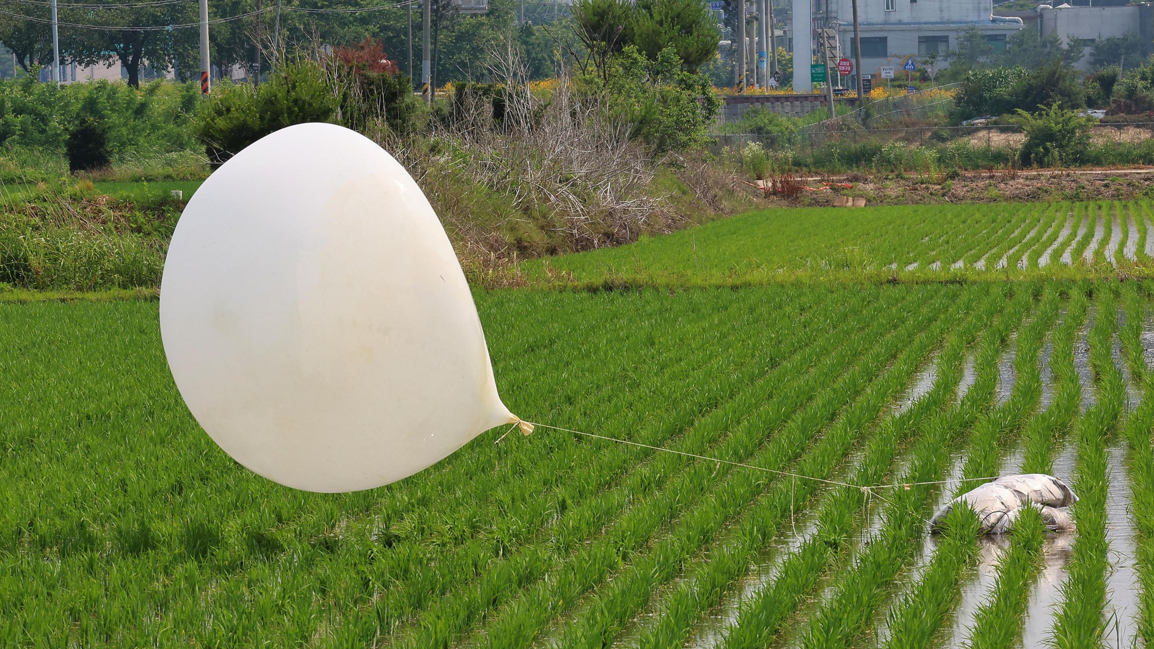 A trash-carrying balloon, flown by North Korea overnight, lands at a rice paddy field in the northwestern border county of Ganghwa, South Korea, 10 June 2024