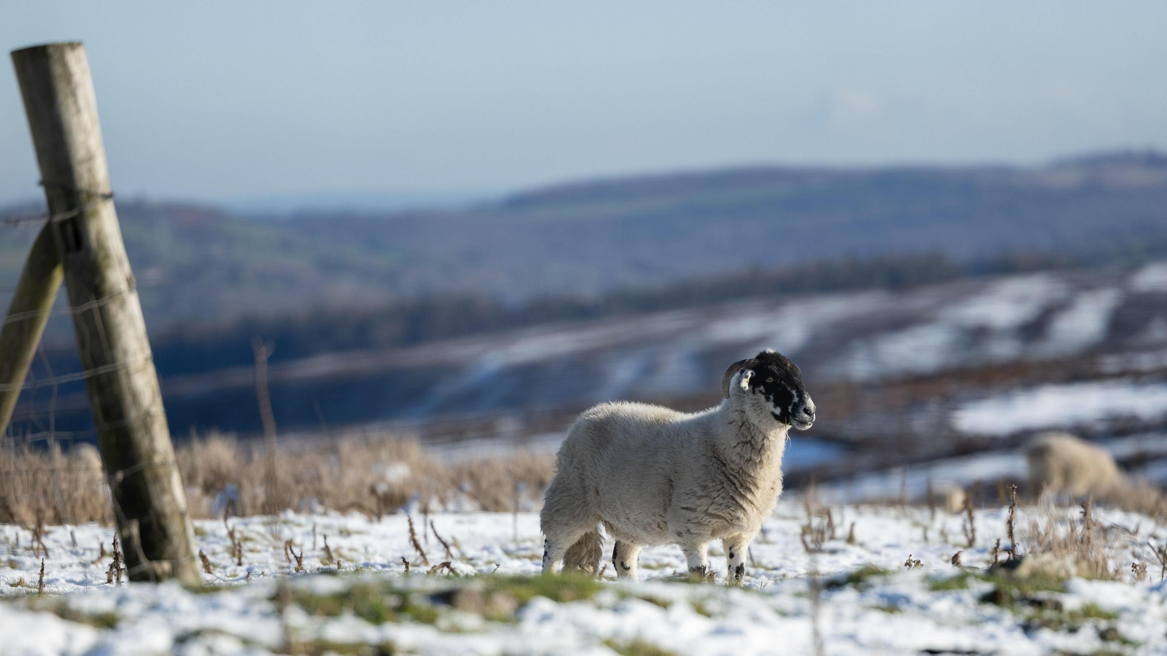 A sheep grazes in a snowy field in Barnsley, Britain, 21 November 2025.