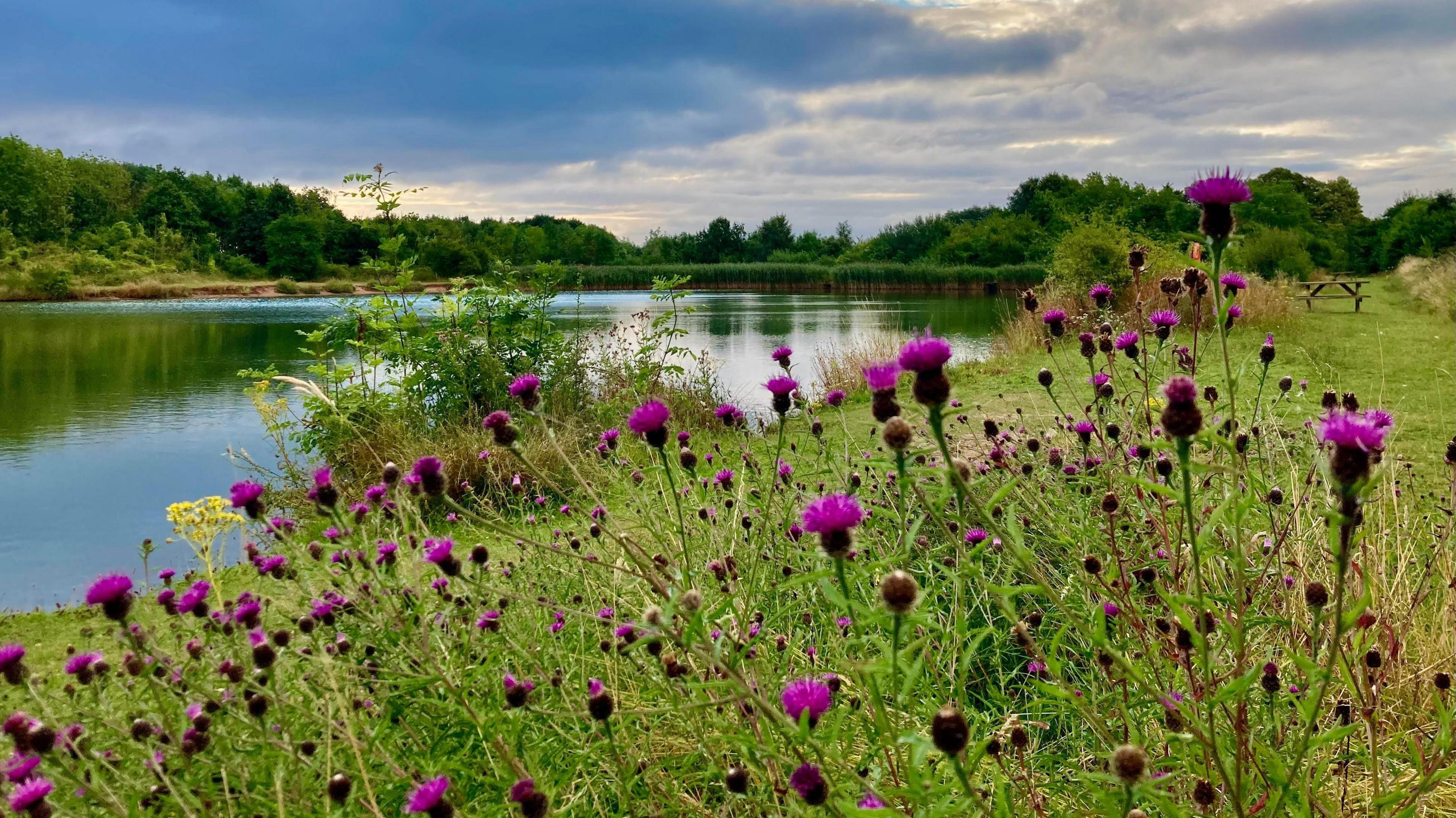 A serene image of the countryside with a lake, trees and purple flowers