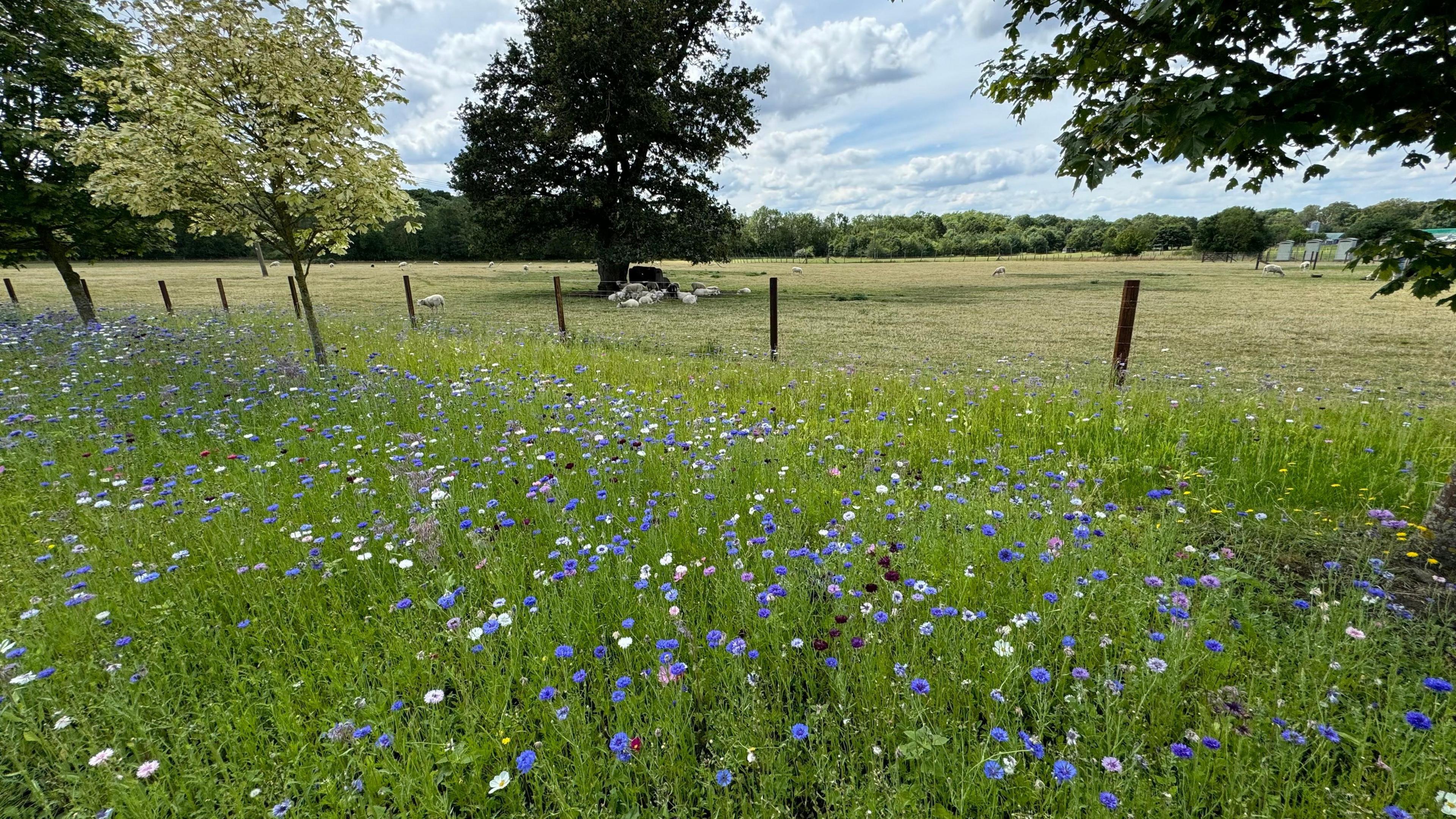 SUNDAY - The foreground is full of small blue, white and purple flowers with long green stems. Behind a wire fence are sheep lying under a large tree in a field. In the distance you can see more trees and a body of blue water.