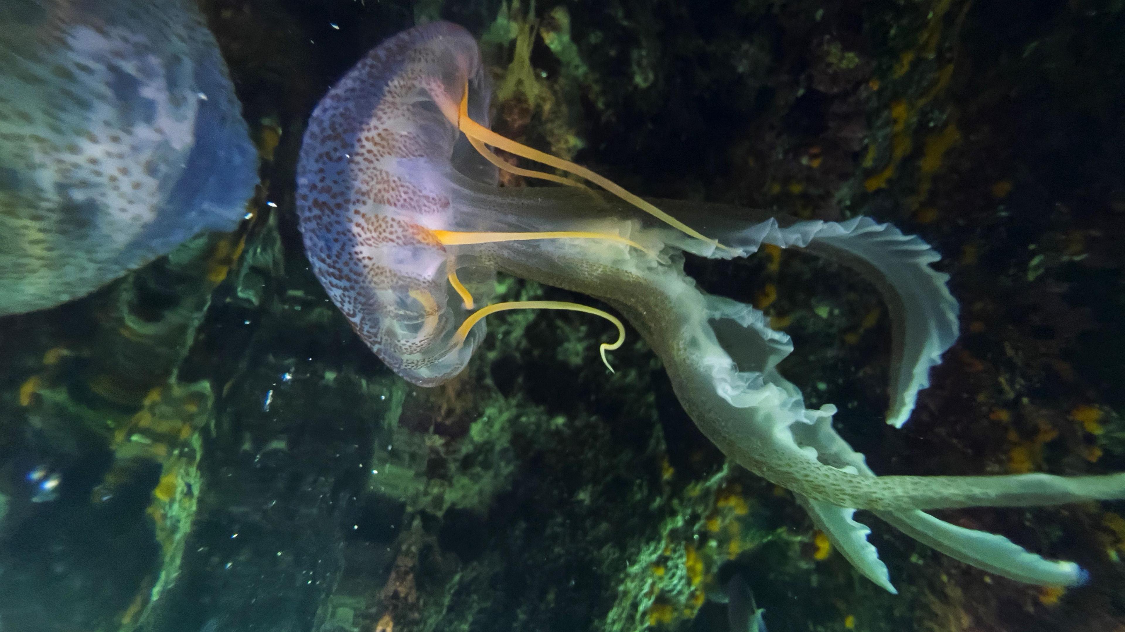 An underwater photograph of a mauve stinger. It has a purple spotted dome with yellow and green tendrils. There are rocks behind it. 