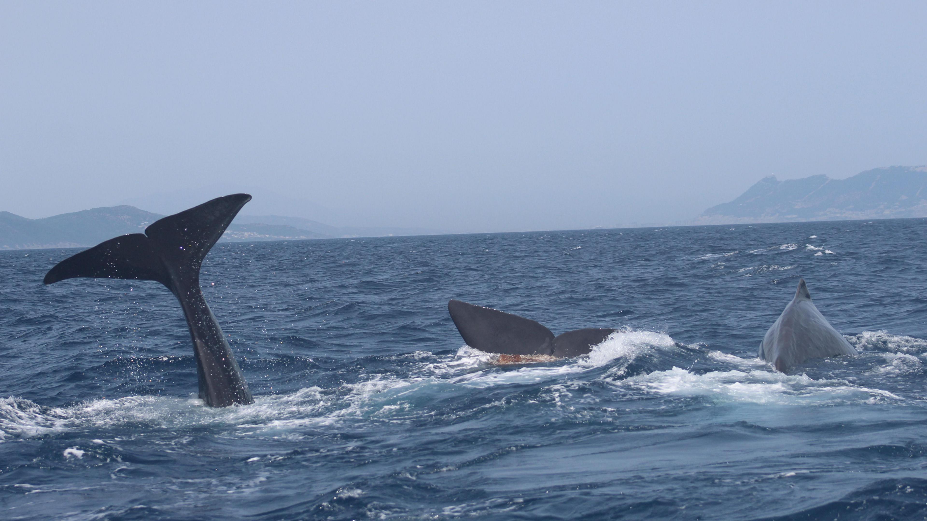 Sperm whales at the surface in the Mediterranean Sea 