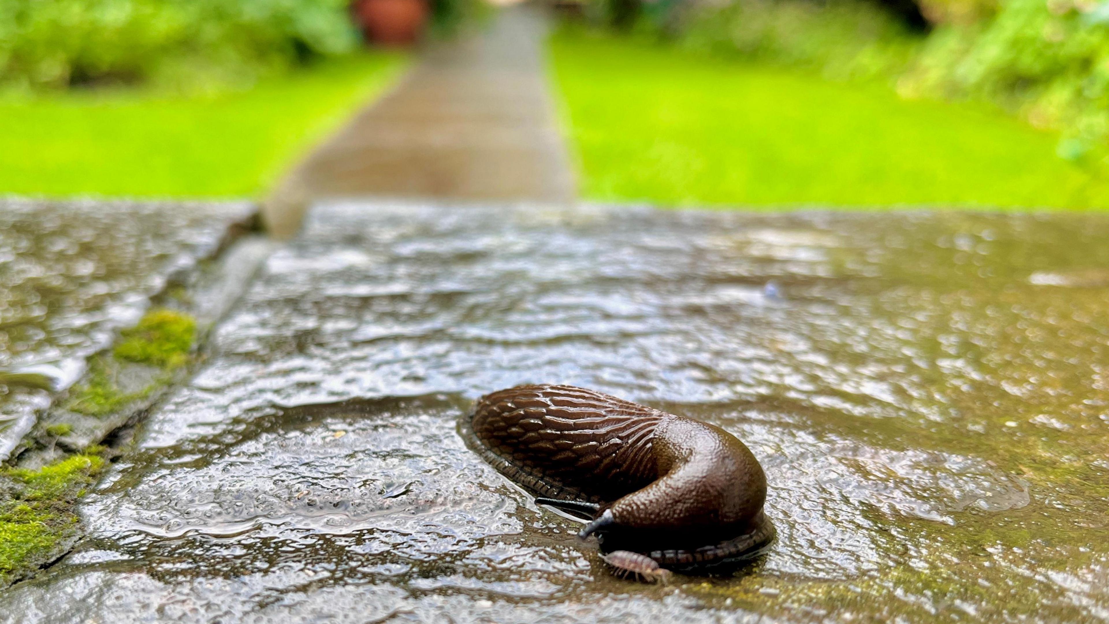 Slug on a doorstep in a garden. 