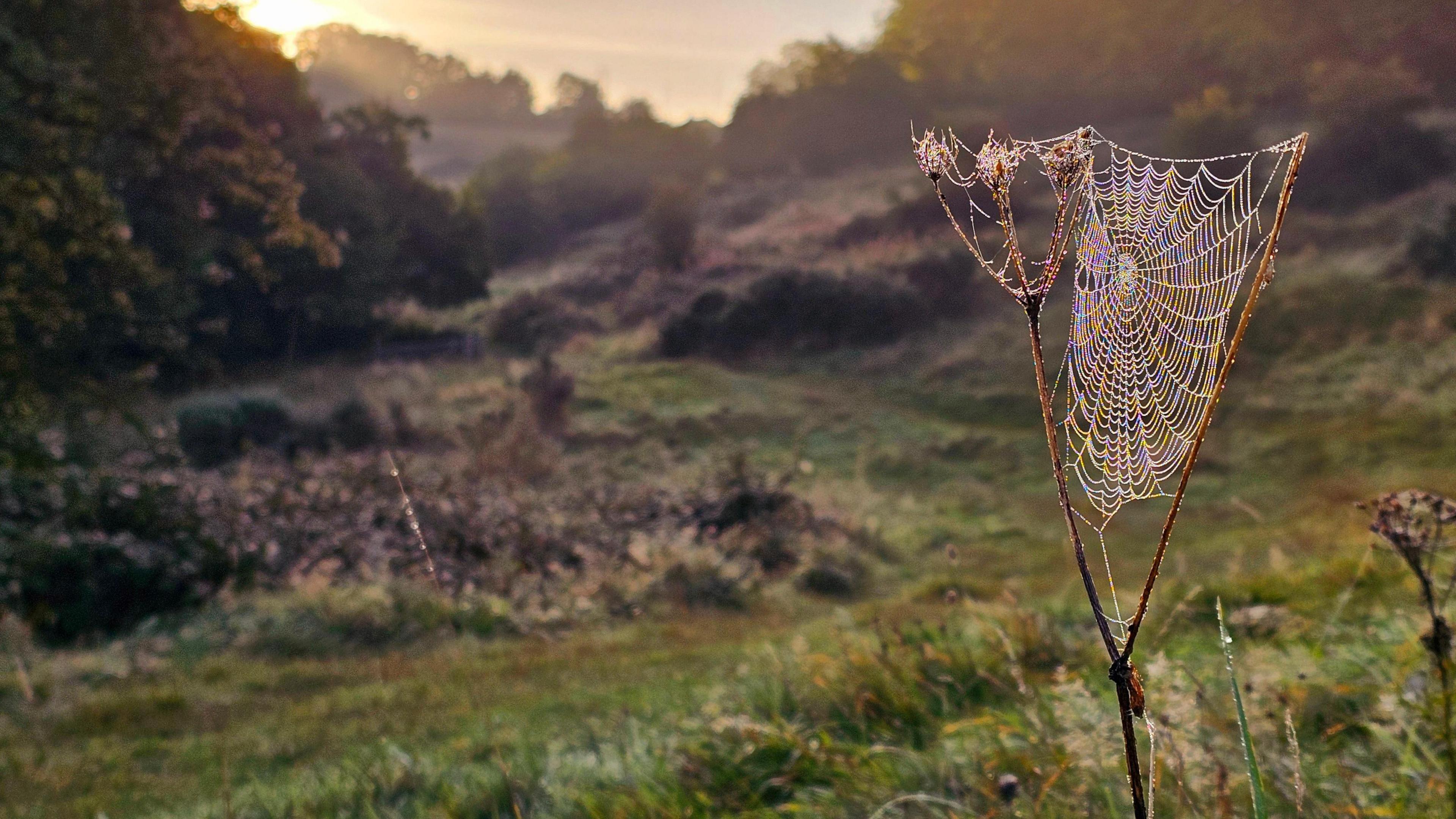 A spiders web hangs between two slim stems with grassland and trees behind it in Halesowen