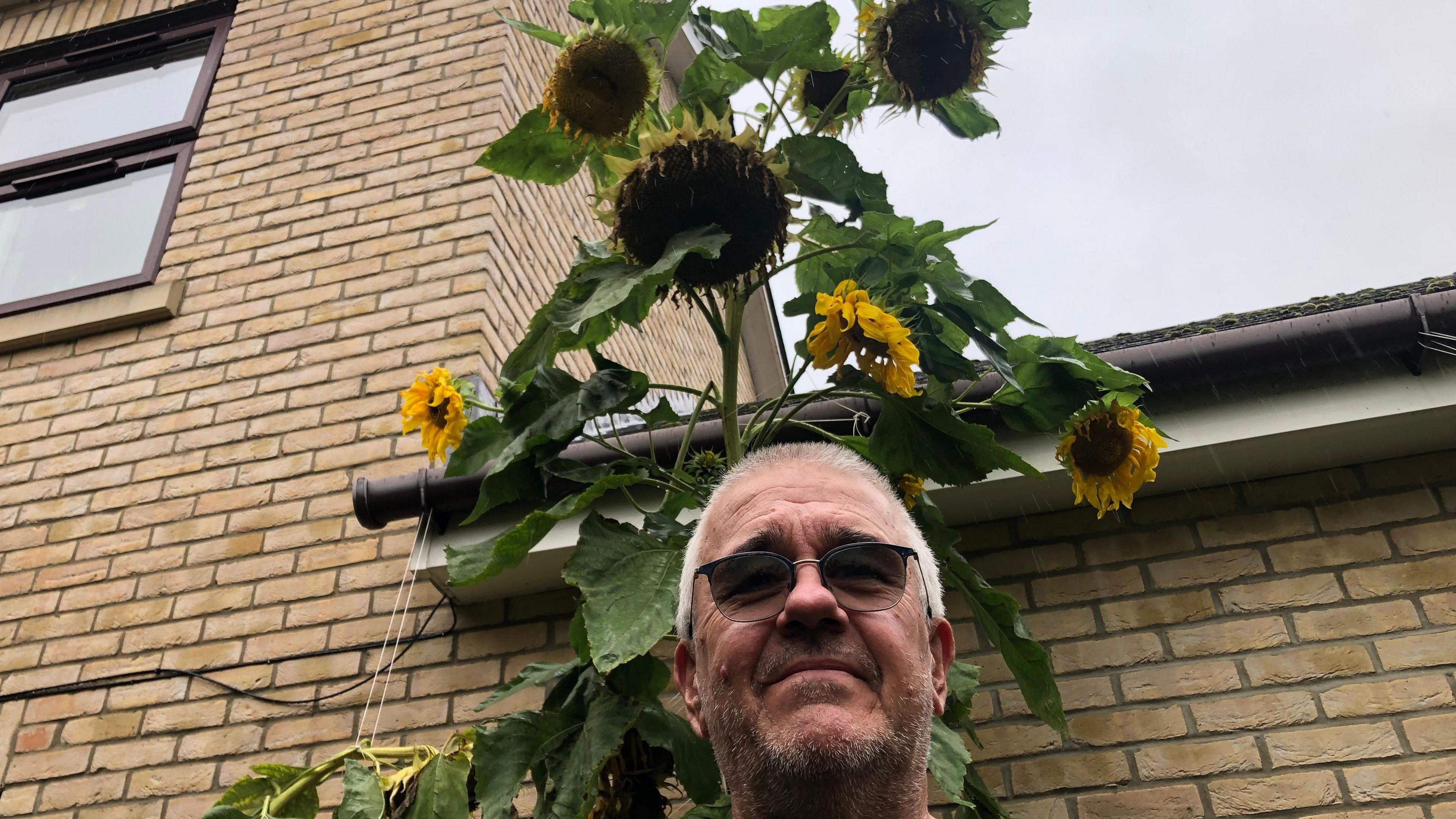 Guy Tyers with short grey hair, stubble and dark tinted glasses. He is standing in front of a brick wall, which is part of the Fairhaven care home in Soham. Behind him is his 3.6m (11.8ft) tall sunflower with multiple heads.