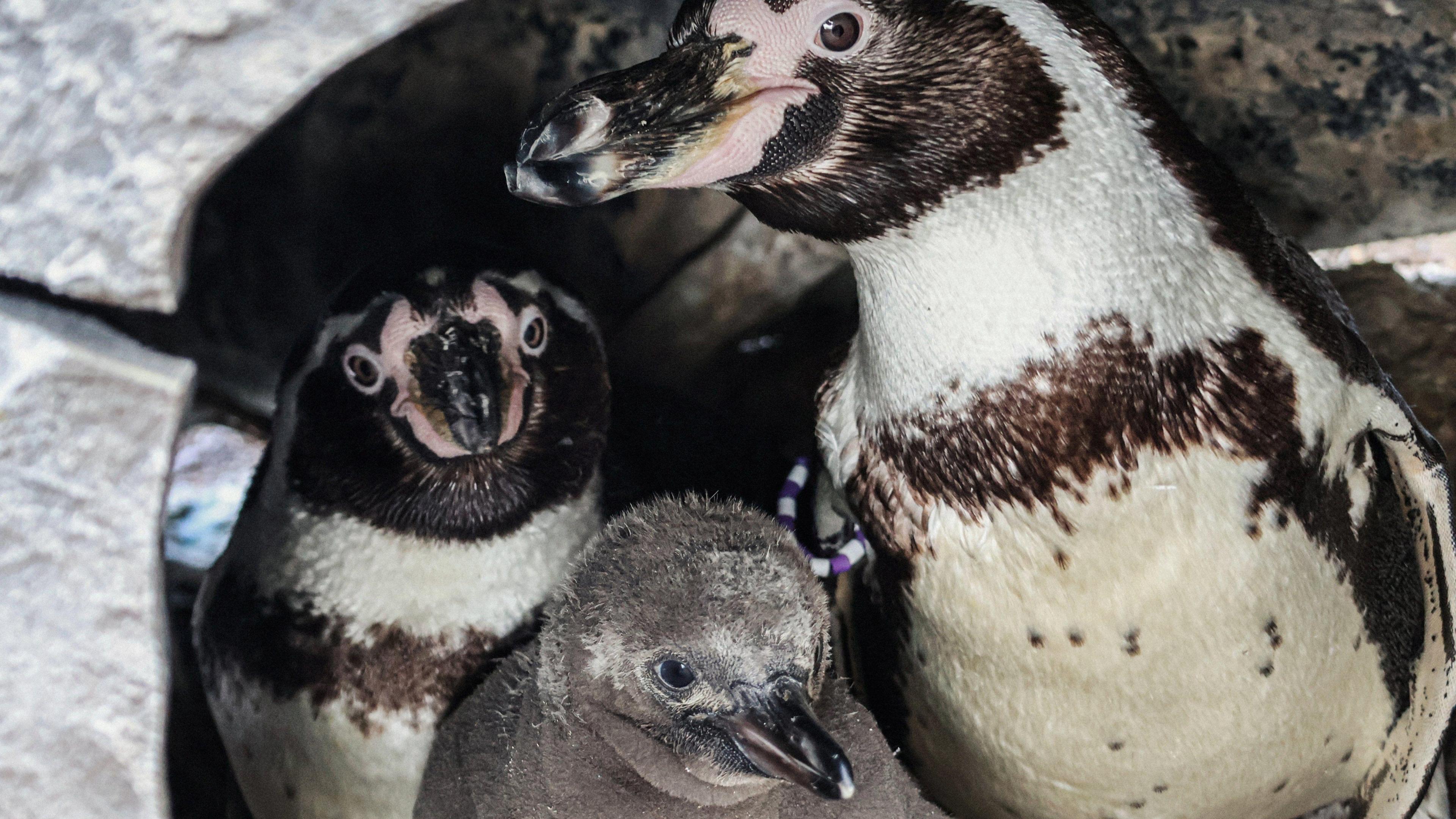 An image of two parent Humboldt penguins with their chicks