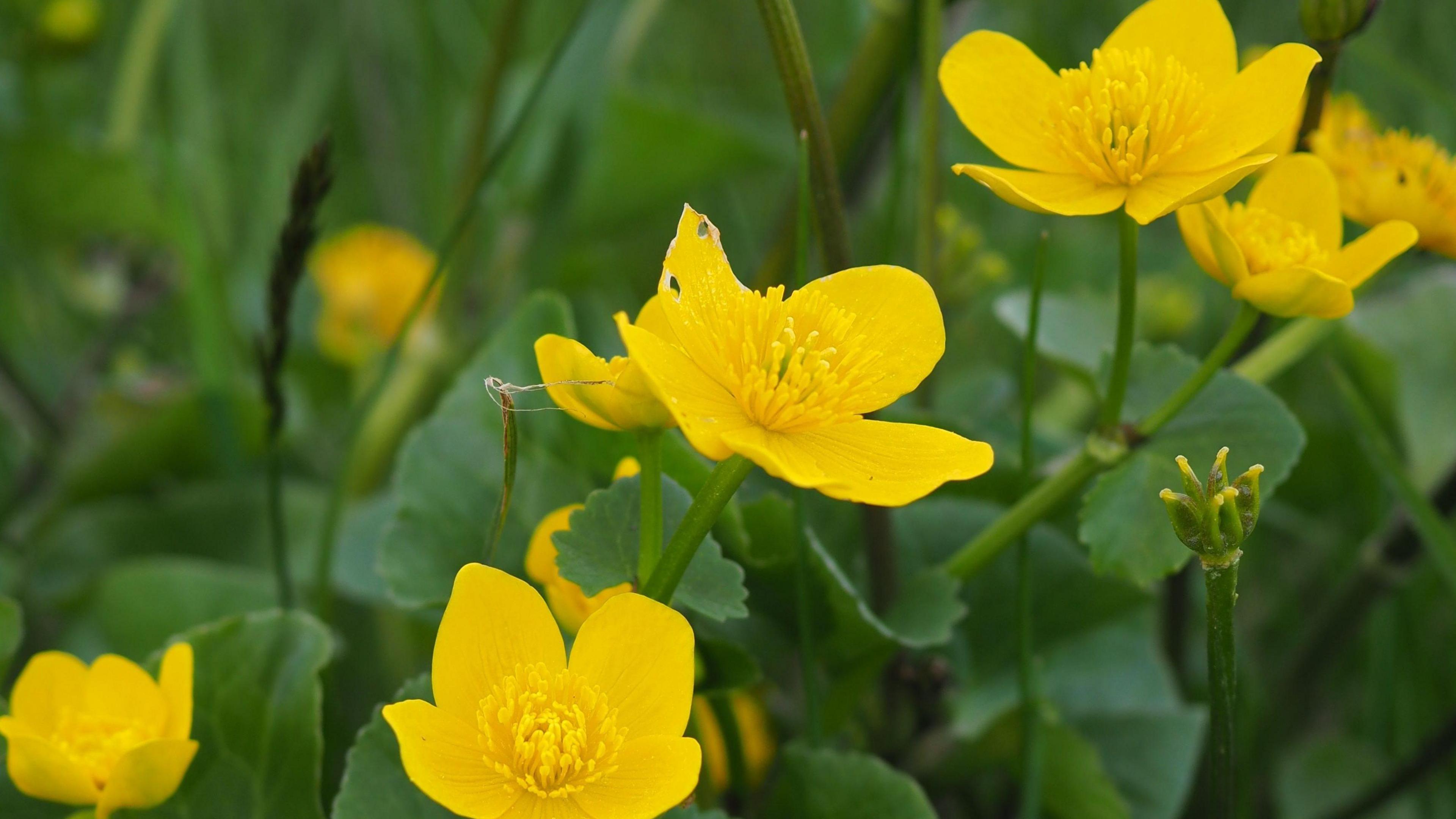 Marsh-marigolds which are listed as vulnerable to extinction. 