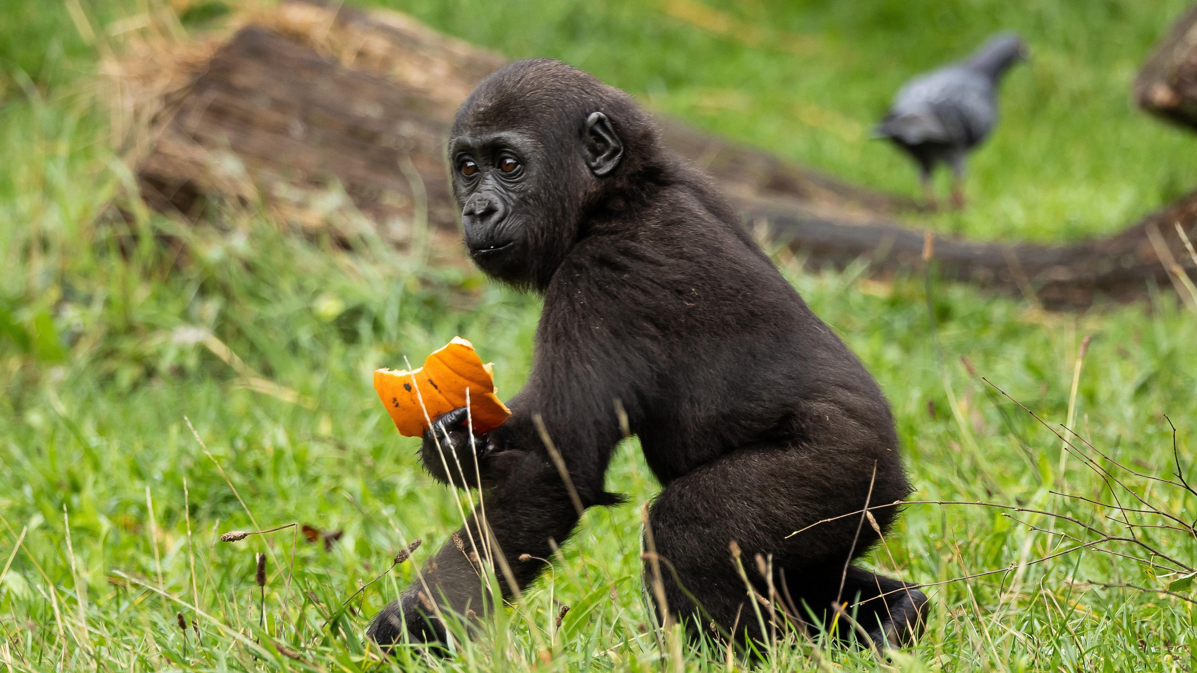 A baby gorilla holds a pumpkin and crouches among the grass