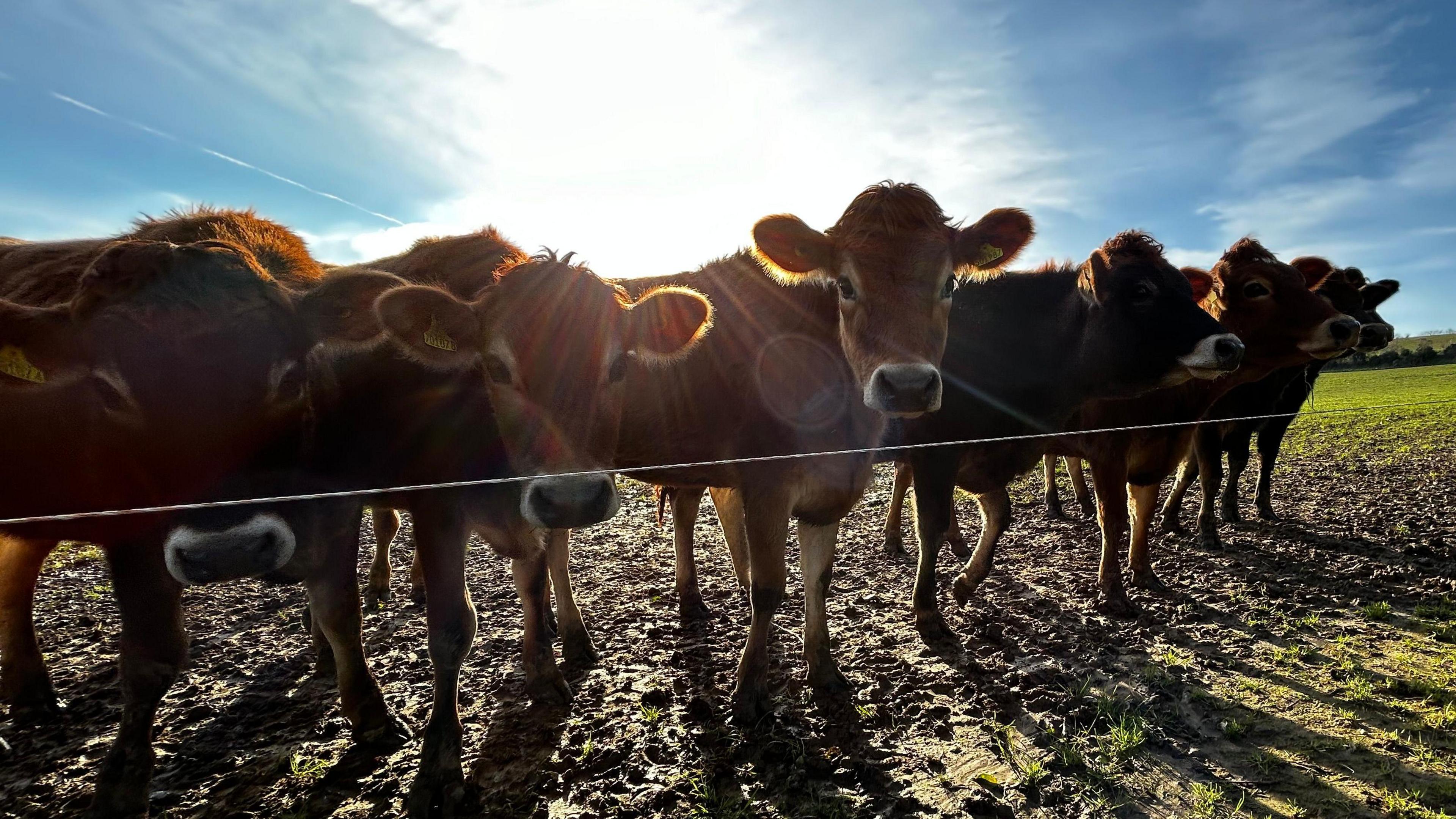 A group of Jersey cows gather by edge of a muddy field and some look at the camera. They have light brown fur with white patches around their eyes. The sun is sunshine behind the cows.