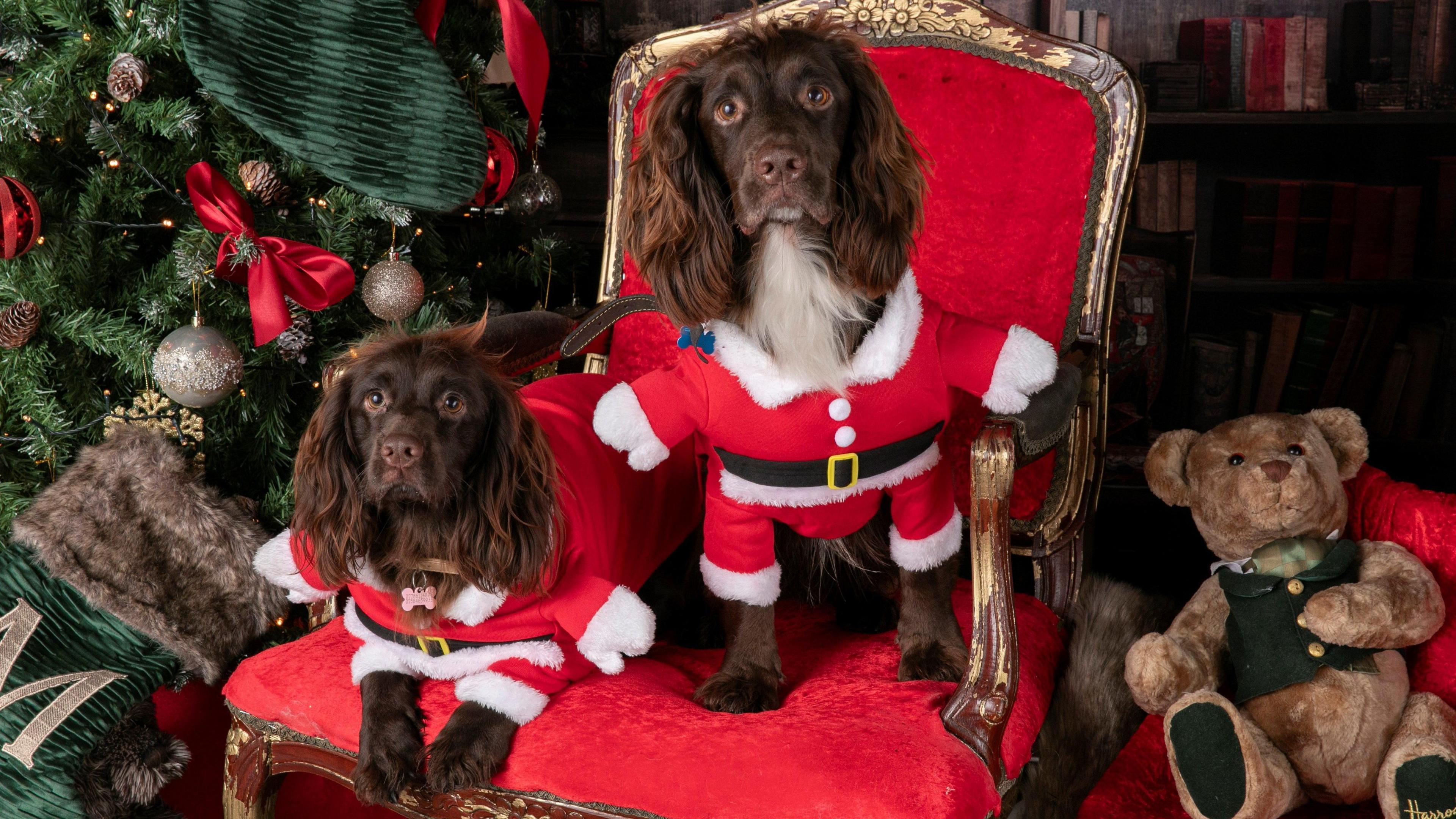 Two brown Spaniels dressed in red Santa Claus costumes sit on a red throne next to a Christmas tree and a teddy bear.