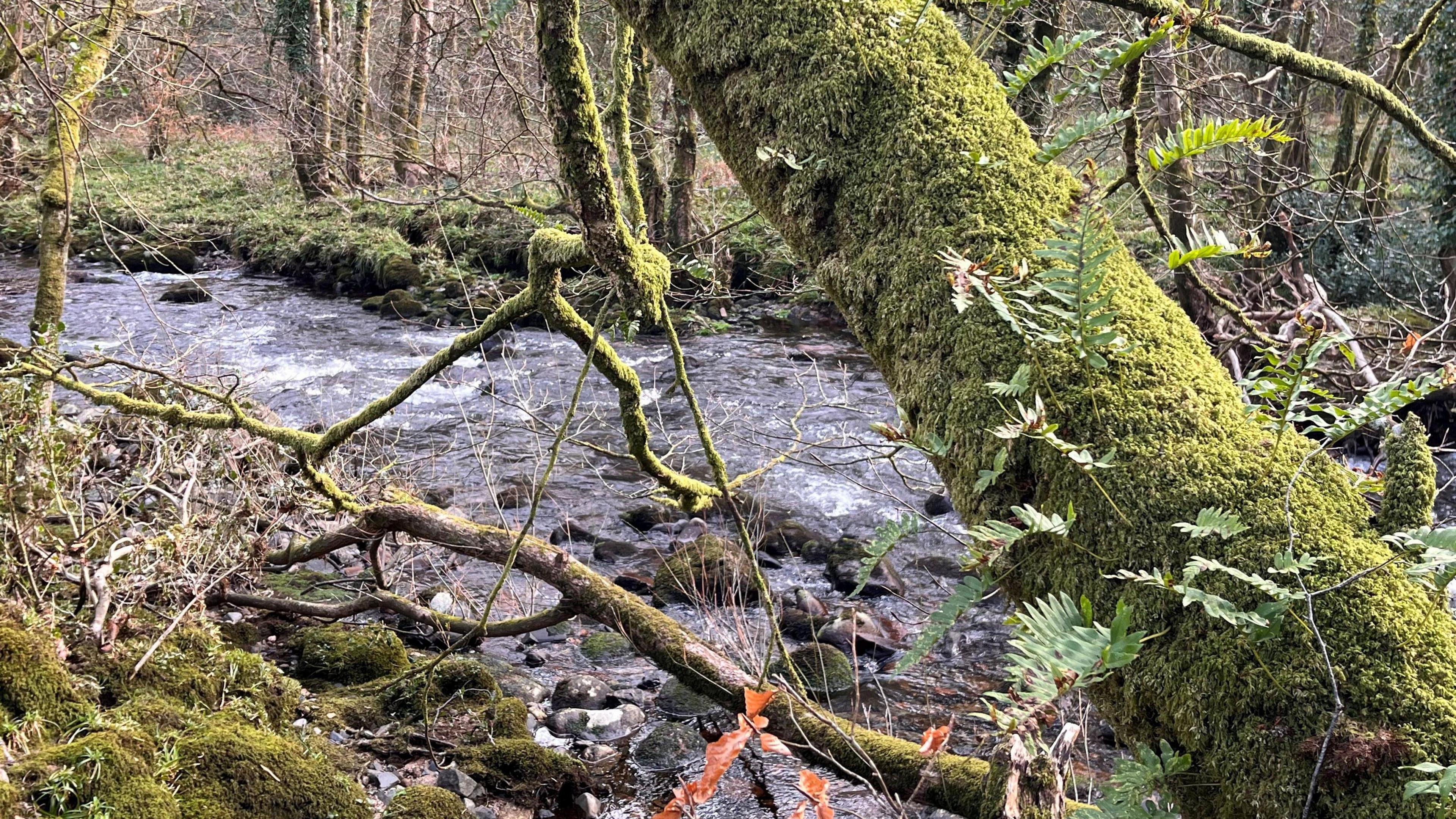 a uk river and forest tree covered in moss.