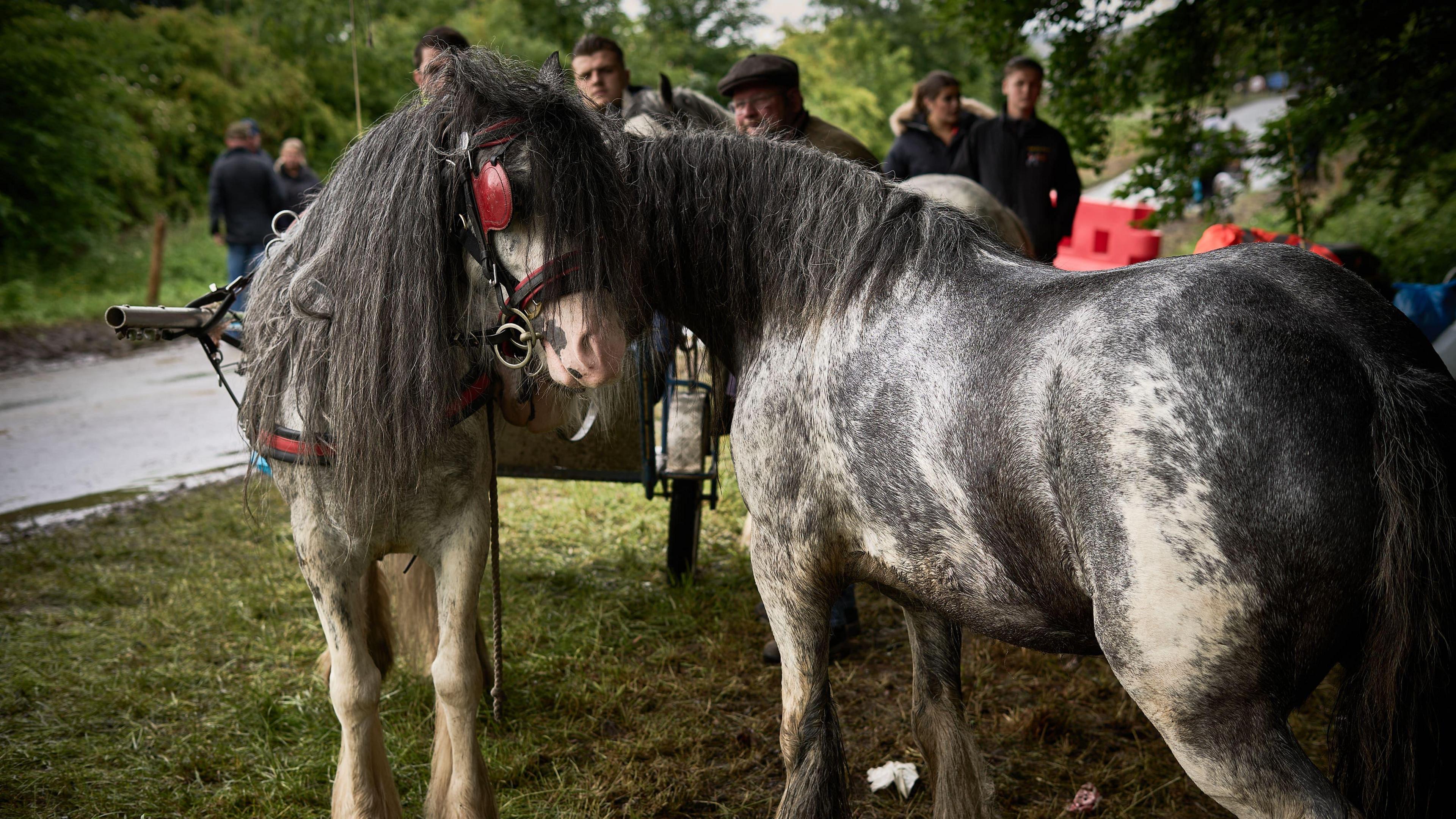 Two white horses butting their heads with people looking in the background. The ground is grassy and muddy.