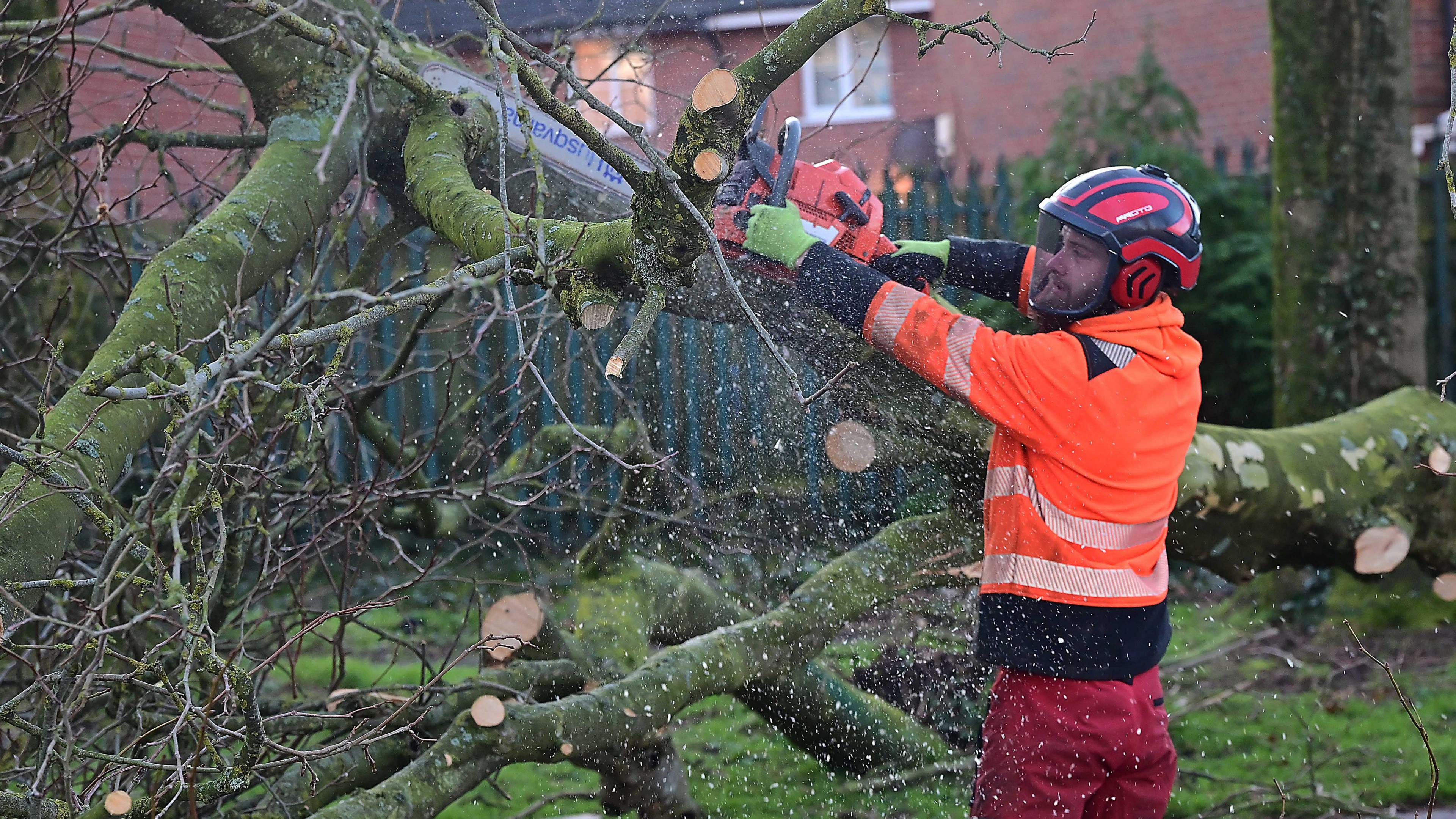 A tree surgeon is cutting branches off a tree that has fallen. 