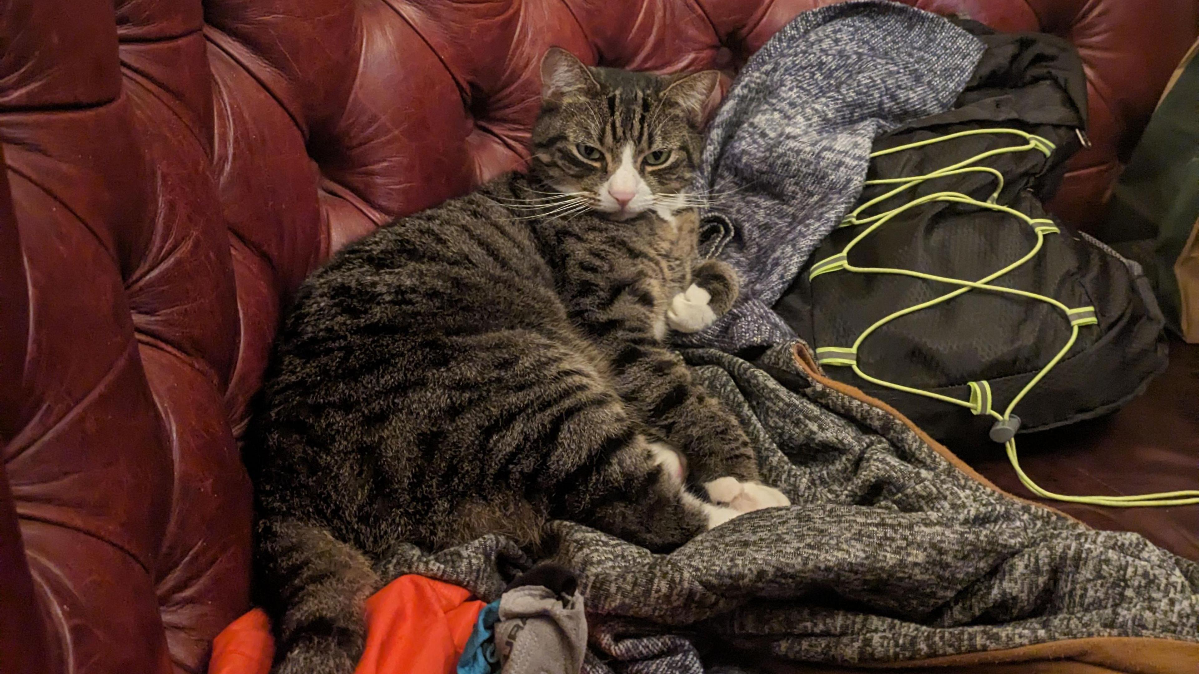 A tabby cat lying on a jacket and a bag on a leather sofa in the pub