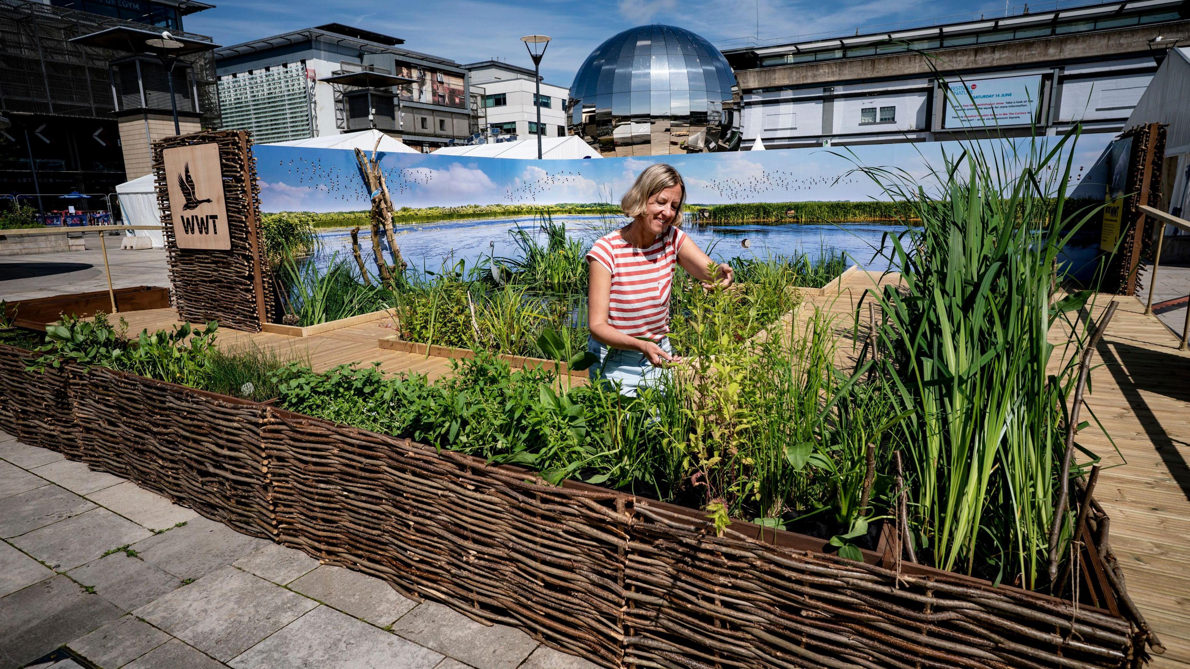 A woman in a red and white striped T-shirt works on a pop-up wetland in Millennium Square in Bristol. It has made of wicker walls and has plenty of green plants in it, and is part of the Festival of Nature