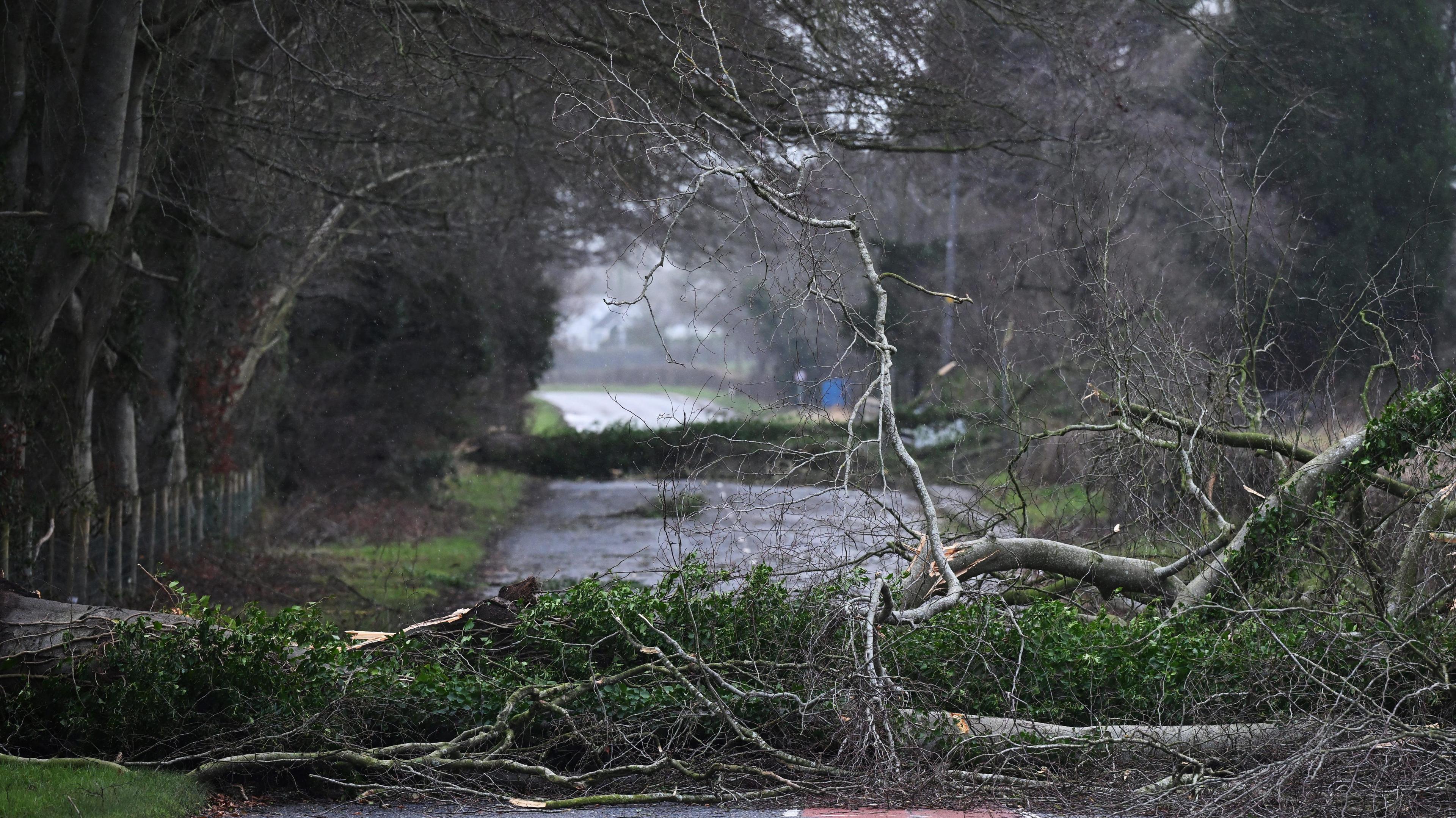 Trees lie across a country road. Branches are lying around. 