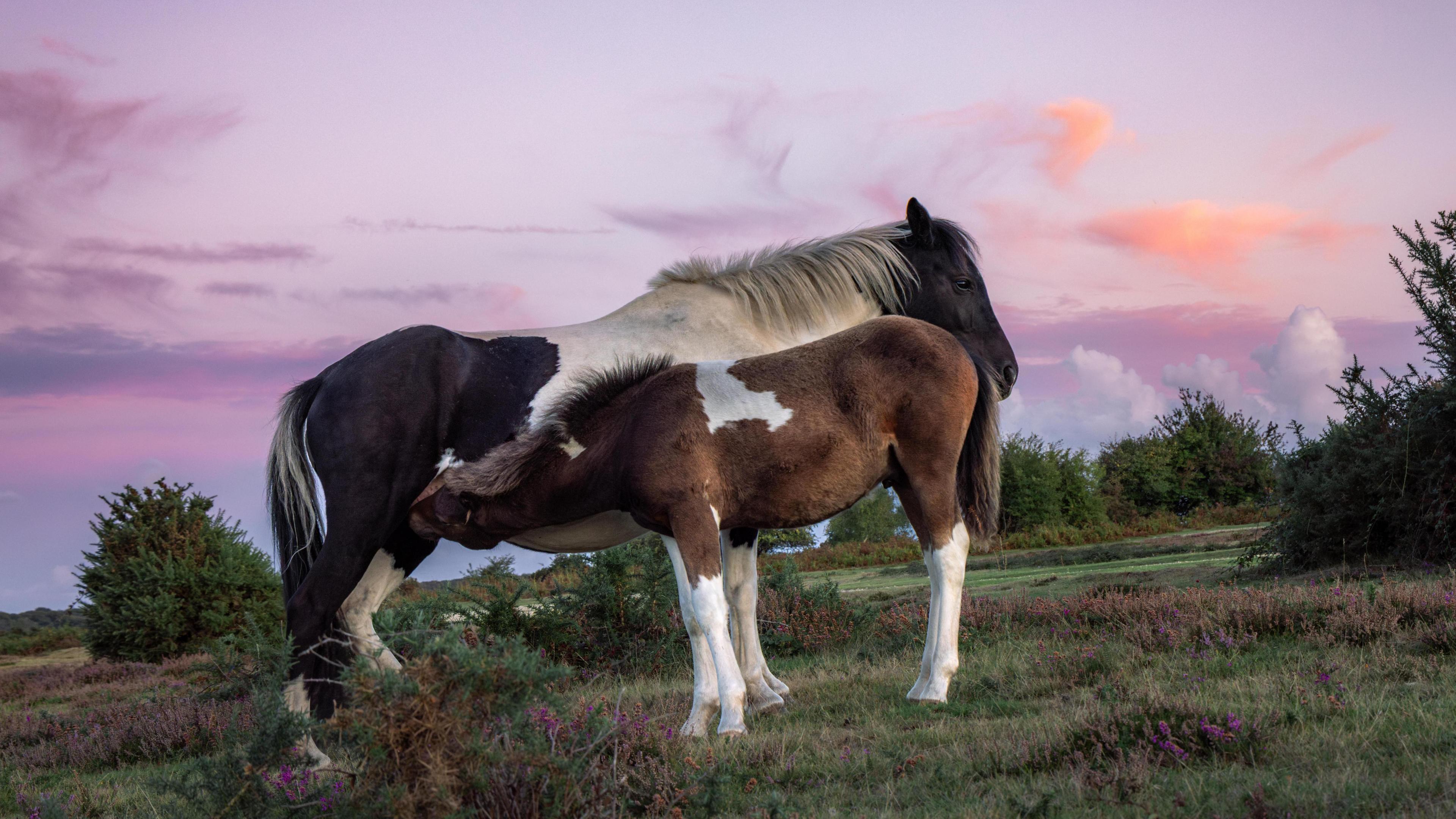 A foal feeds from it's mare in the New Forest. The sky is pink and purples with a few clouds.