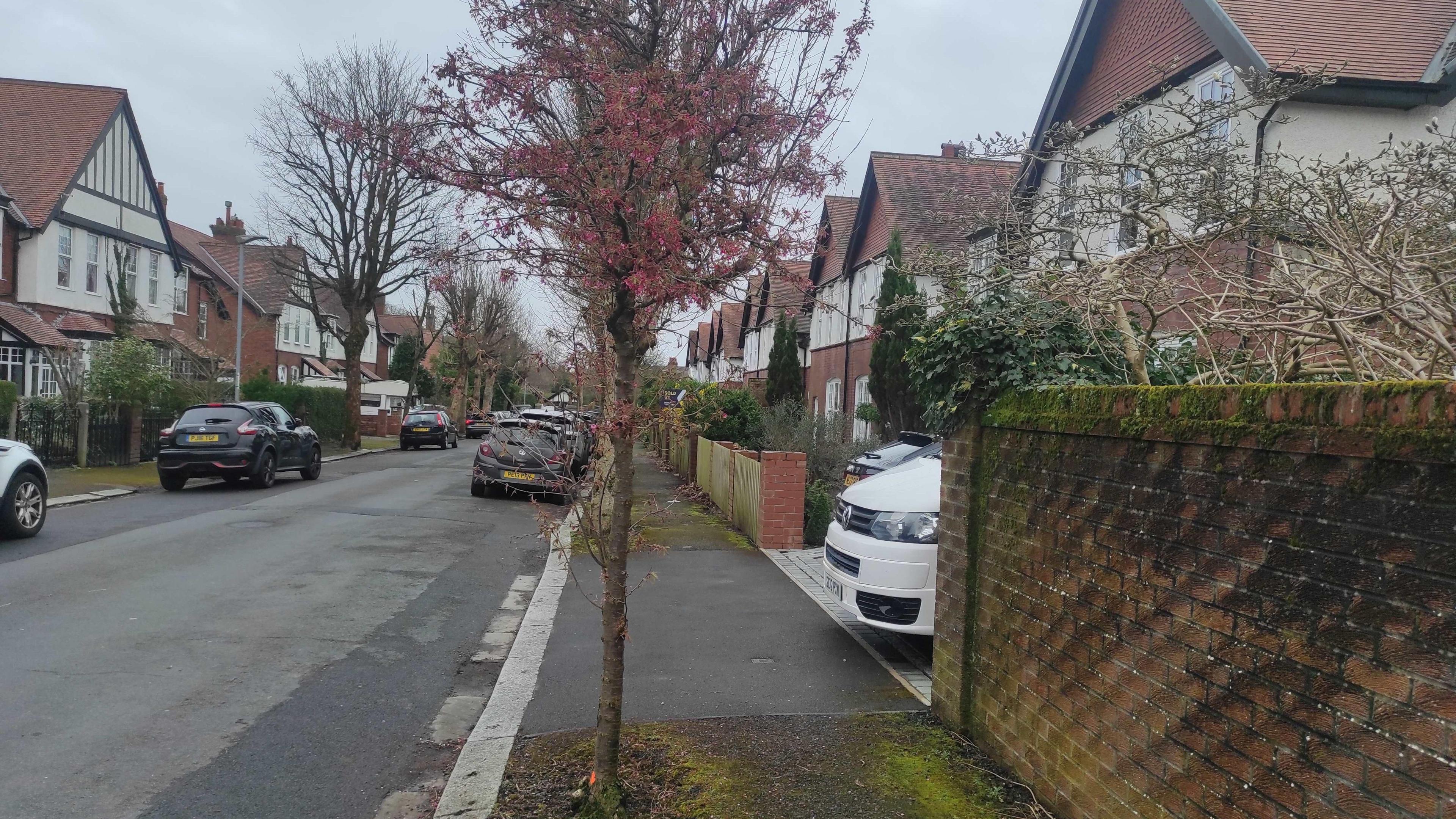 A cherry tree at Infield Park in Barrow. The slim tree grows out of the pavement, with the area around the roots covered in moss. Other trees can be seen further down the street, which is lined by cars parked outside houses.