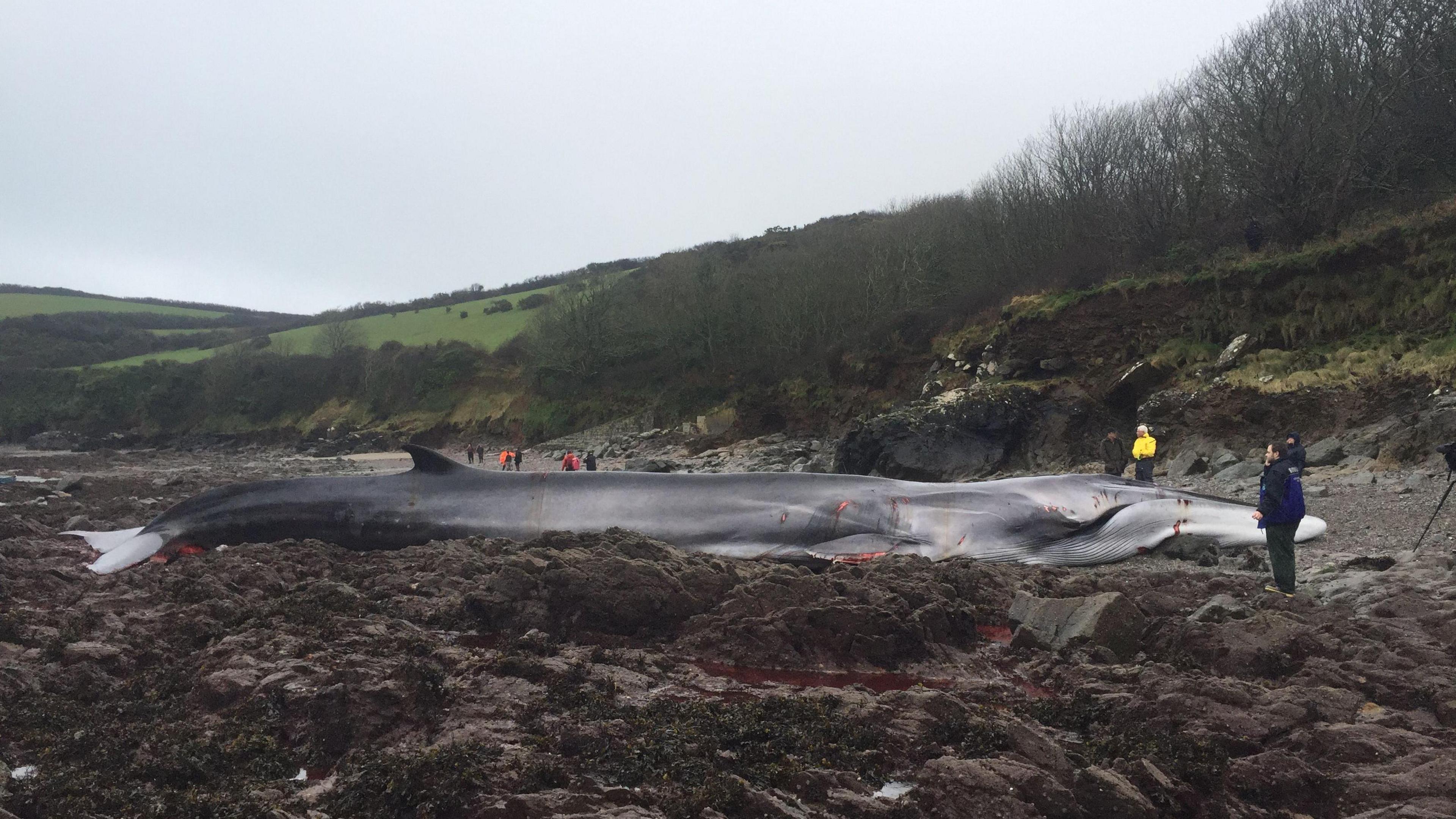 A fin whale stranded on rocks at the beach, there are a number of people looking at it.
