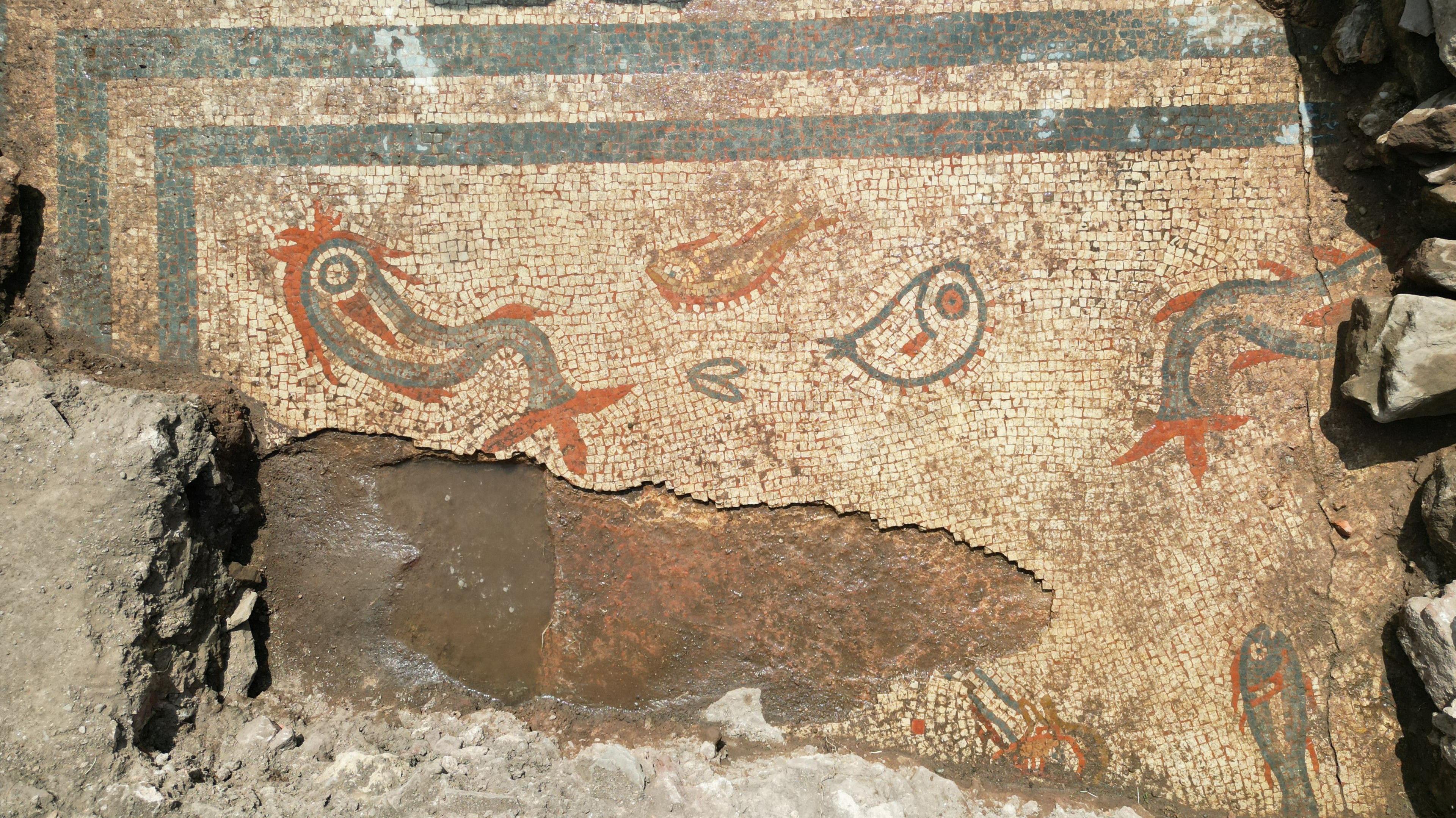 An overhead shot of Roman mosaic tiles. The background is white/beige and there are blue rectangle borders. There are blue and orange tiles depicting dolphins and fish. Rocks surround the mosaic, and there is a large hole in the bottom left of it, exposing brown stone underneath. The mosaic is stained slightly brown from mud.