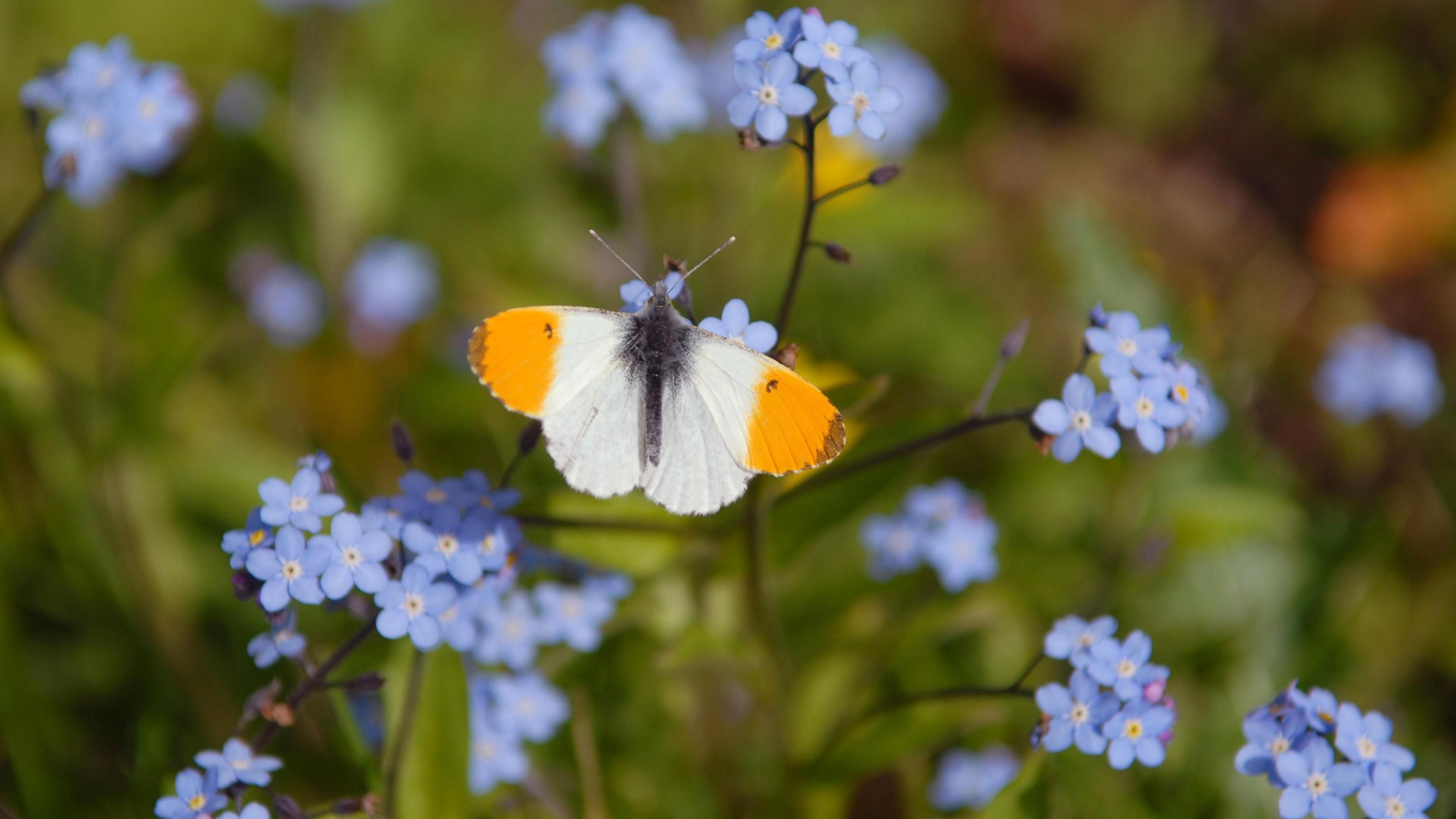A white, orange-tip butterfly lands on a sprig of forget-me-nots. 