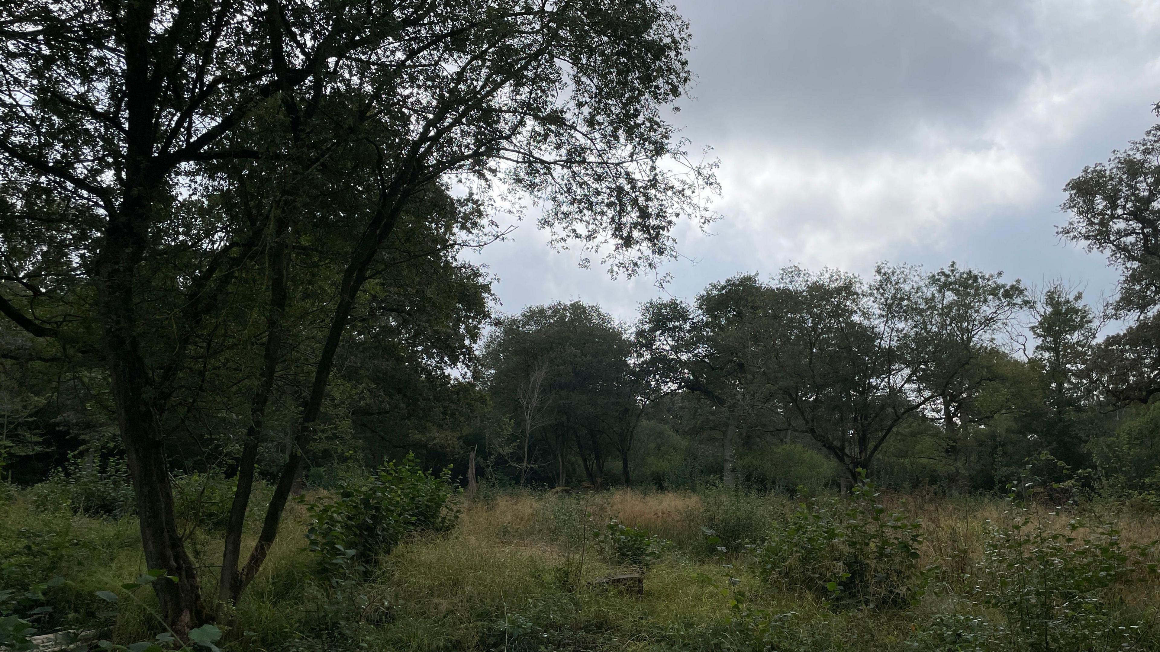 Ancient woodland Hayley Wood showing trees on the right and further back with open spaces with shrubs under a greyish sky