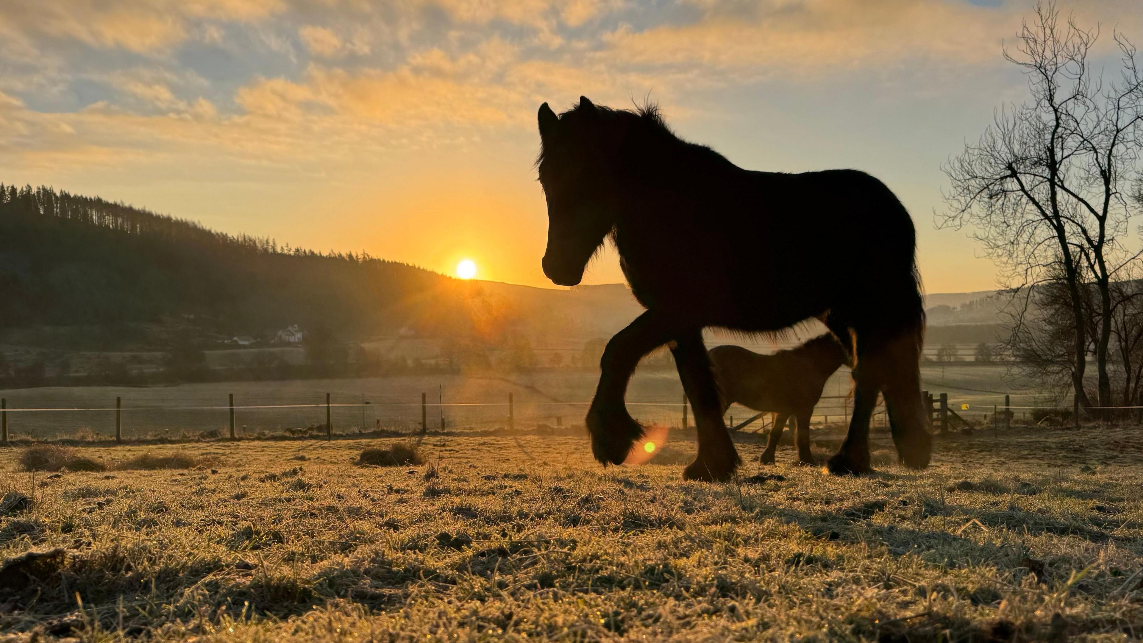 The silhouette of a horse in front of a smaller pony taken as the sun is going up. They are both standing in a field and the grass looks frosty.